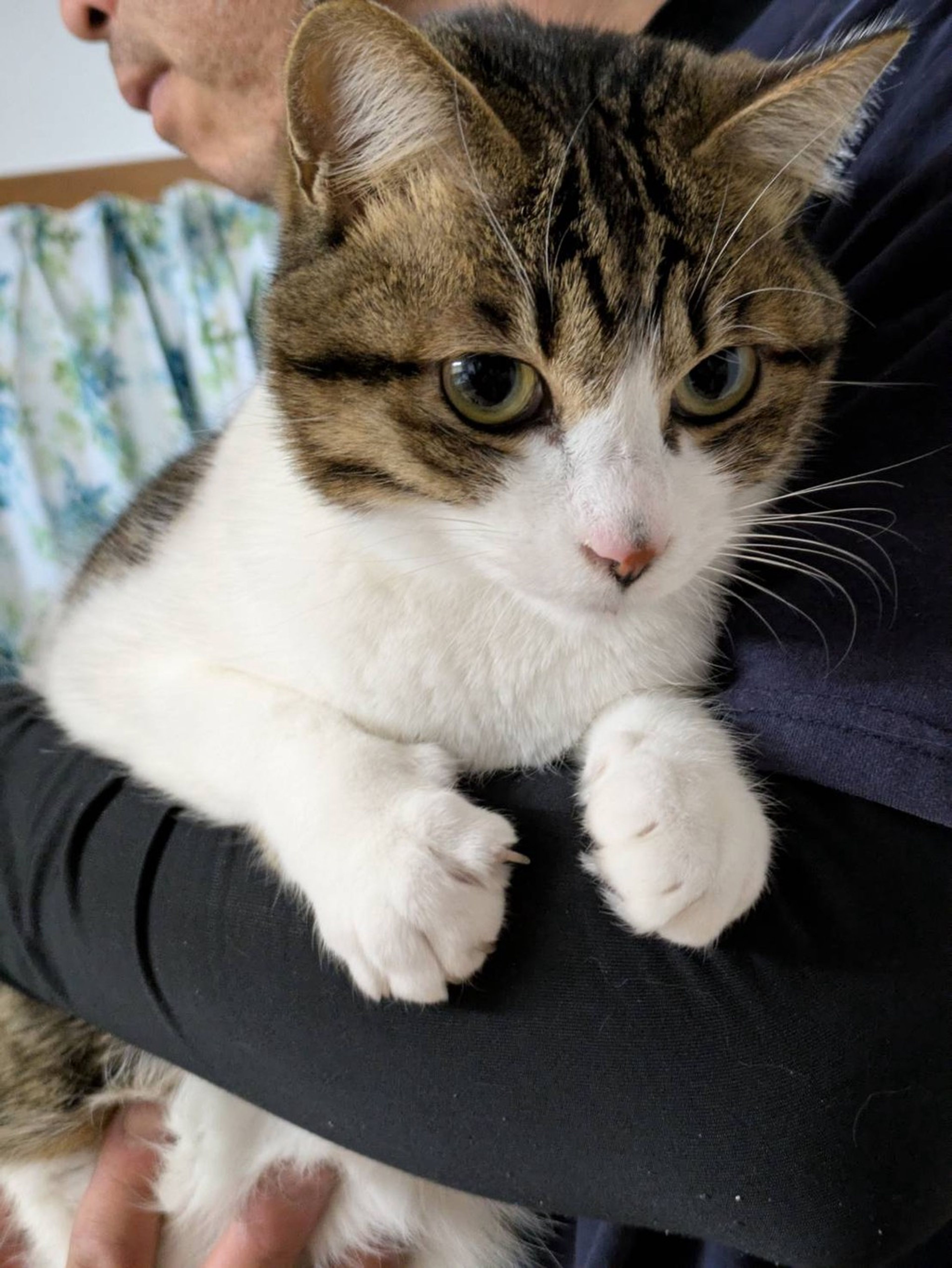 雑種（ミックス猫）・オスの里親募集の写真