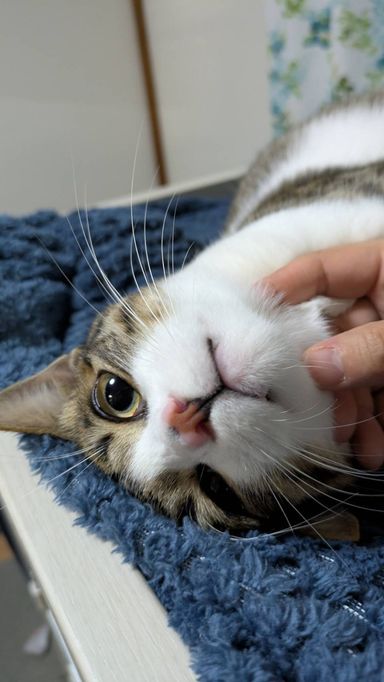 雑種（ミックス猫）・オスの里親募集の写真