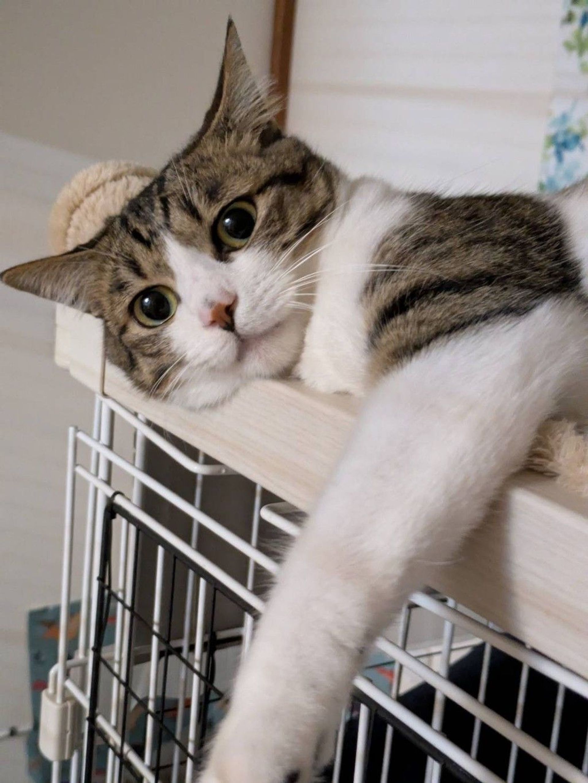 雑種（ミックス猫）・オスの里親募集の写真