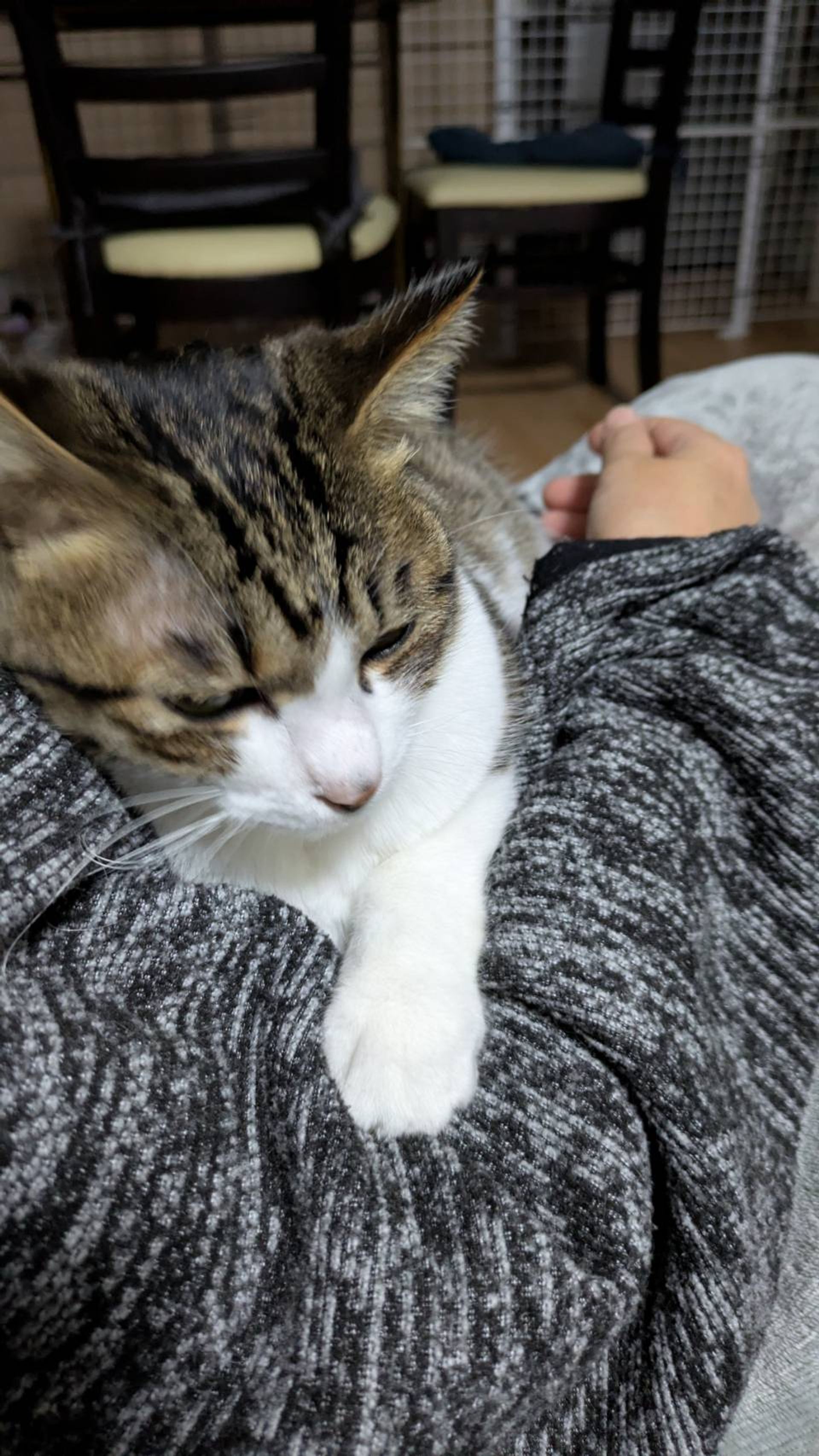 雑種（ミックス猫）・オスの里親募集の写真
