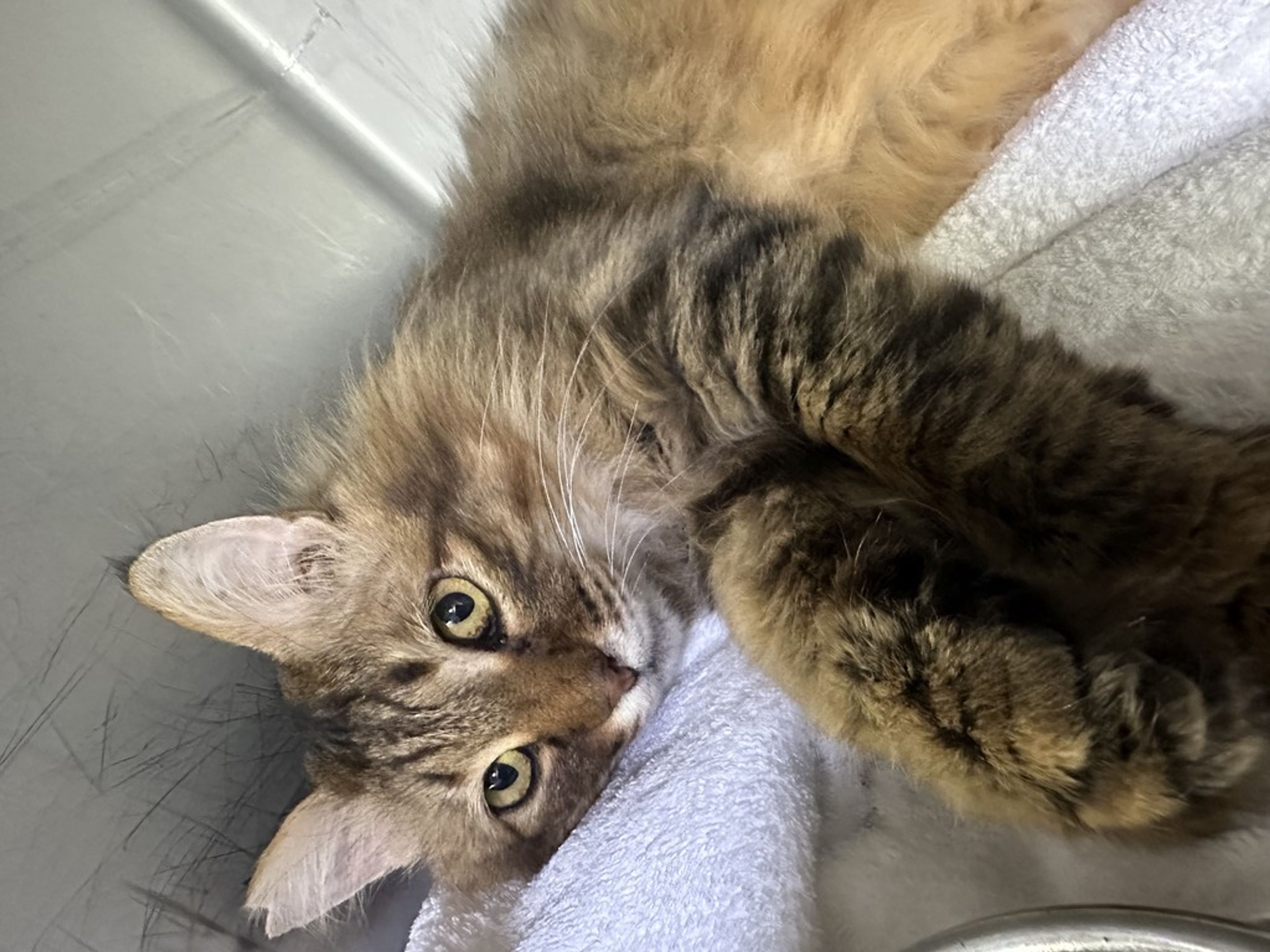 雑種（ミックス猫）・オスの里親募集の写真