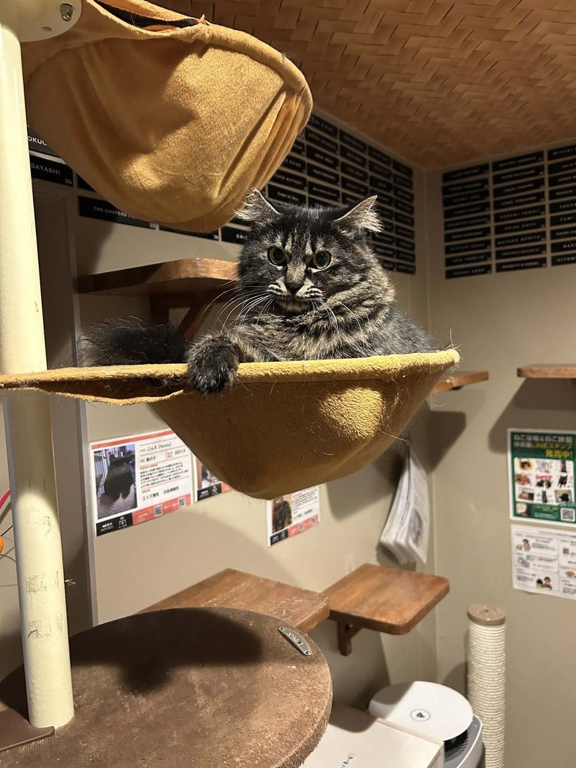 雑種（ミックス猫）・オスの里親募集の写真
