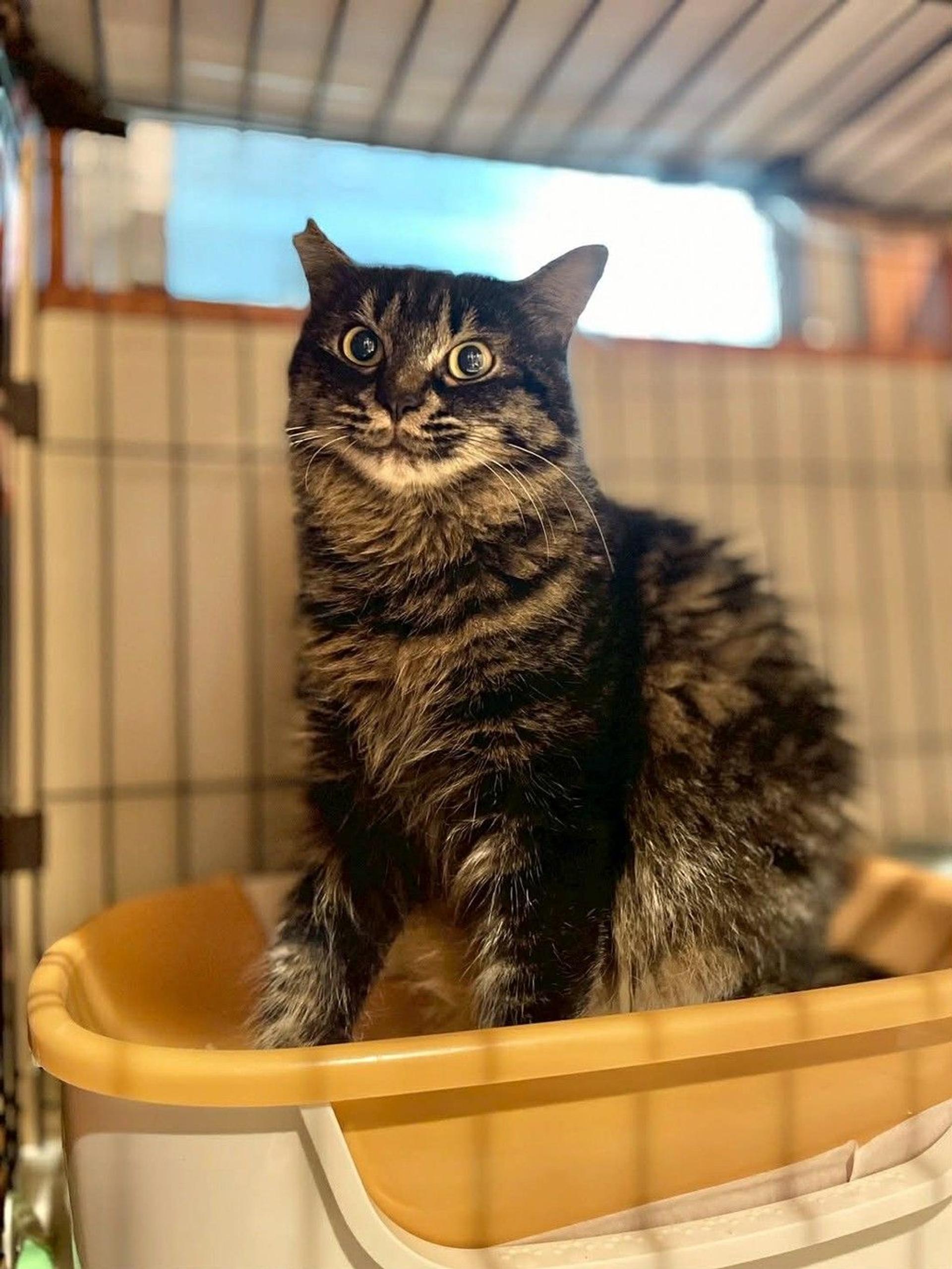 pet-image-3
