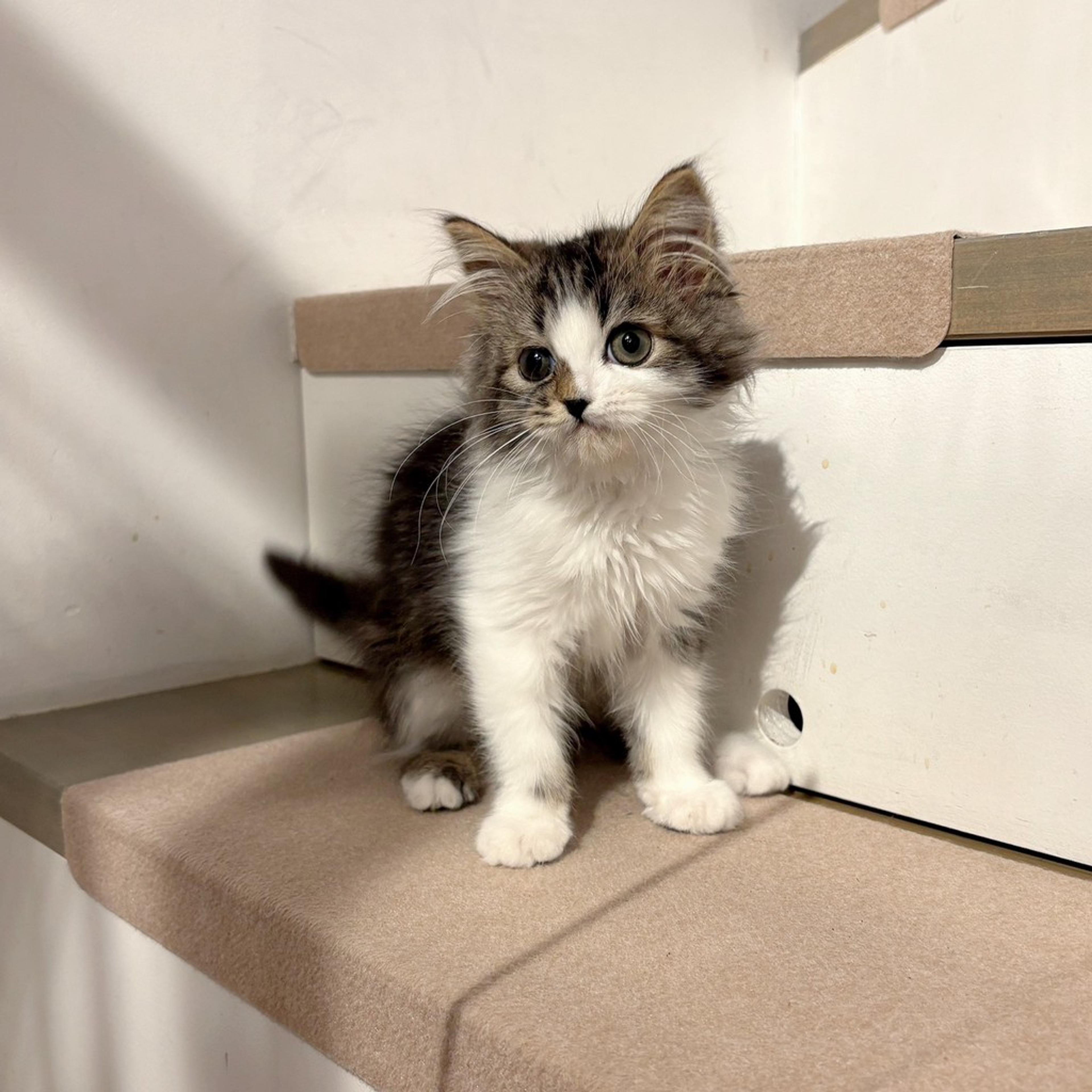 pet-image-2