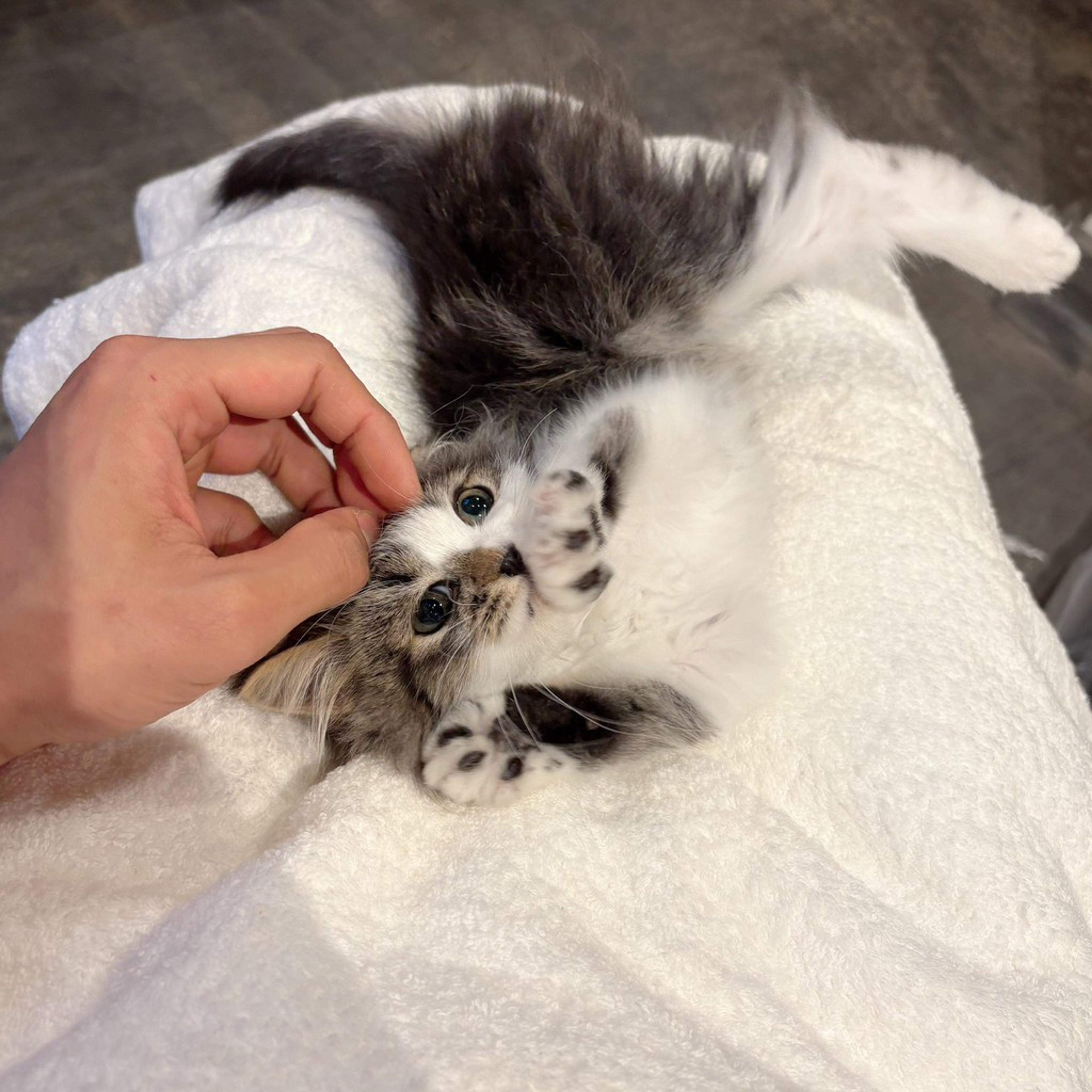 pet-image-3