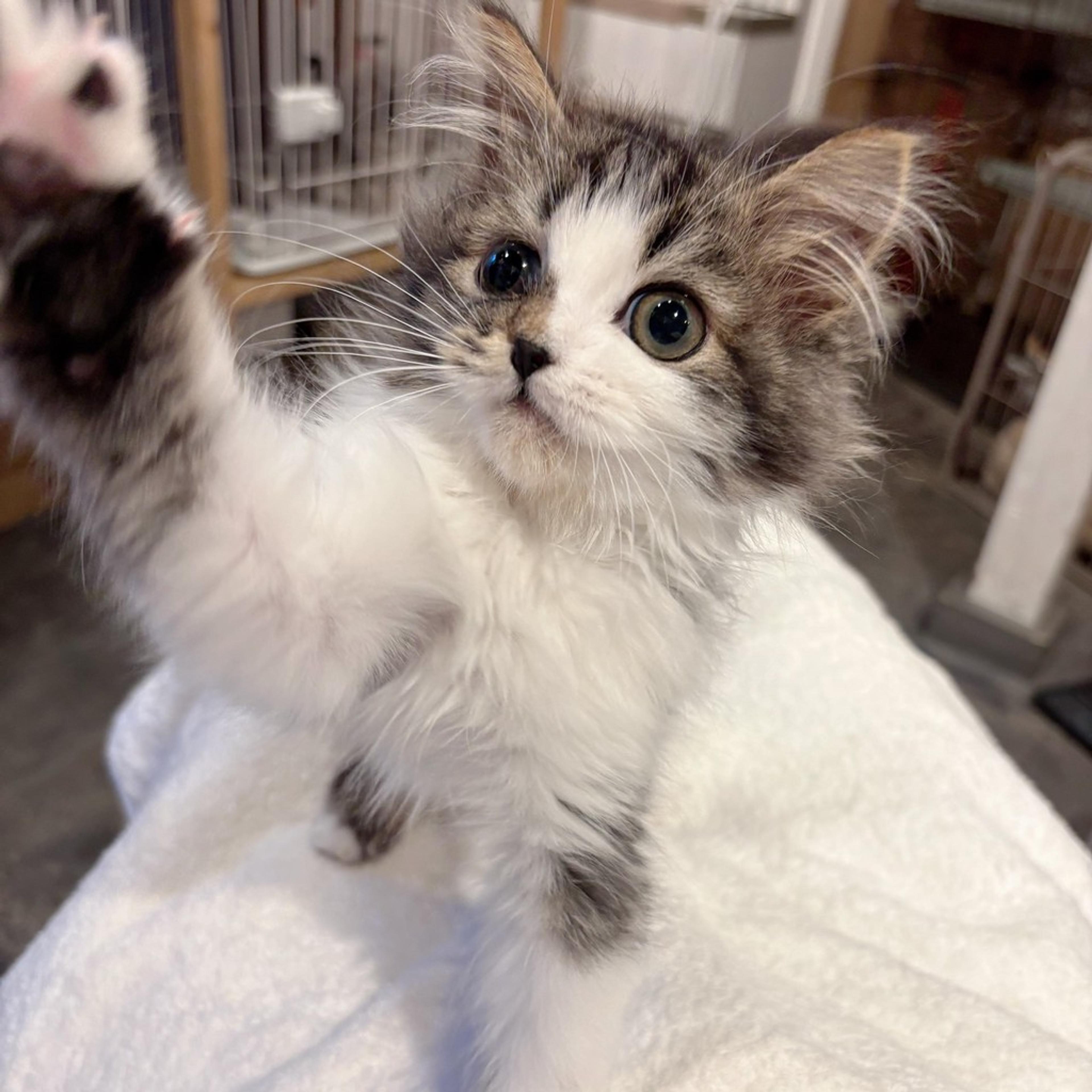 pet-image-4