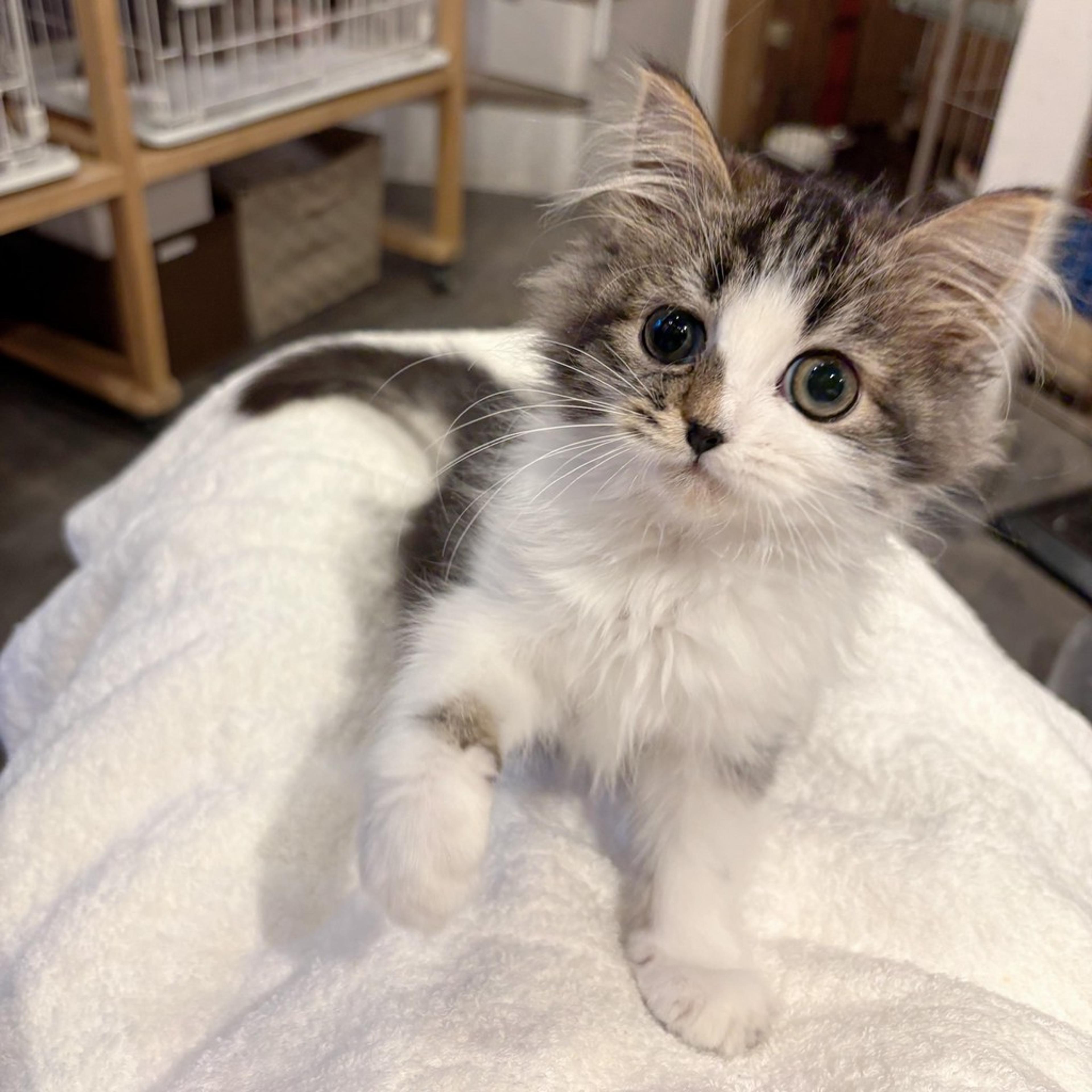 pet-image-5