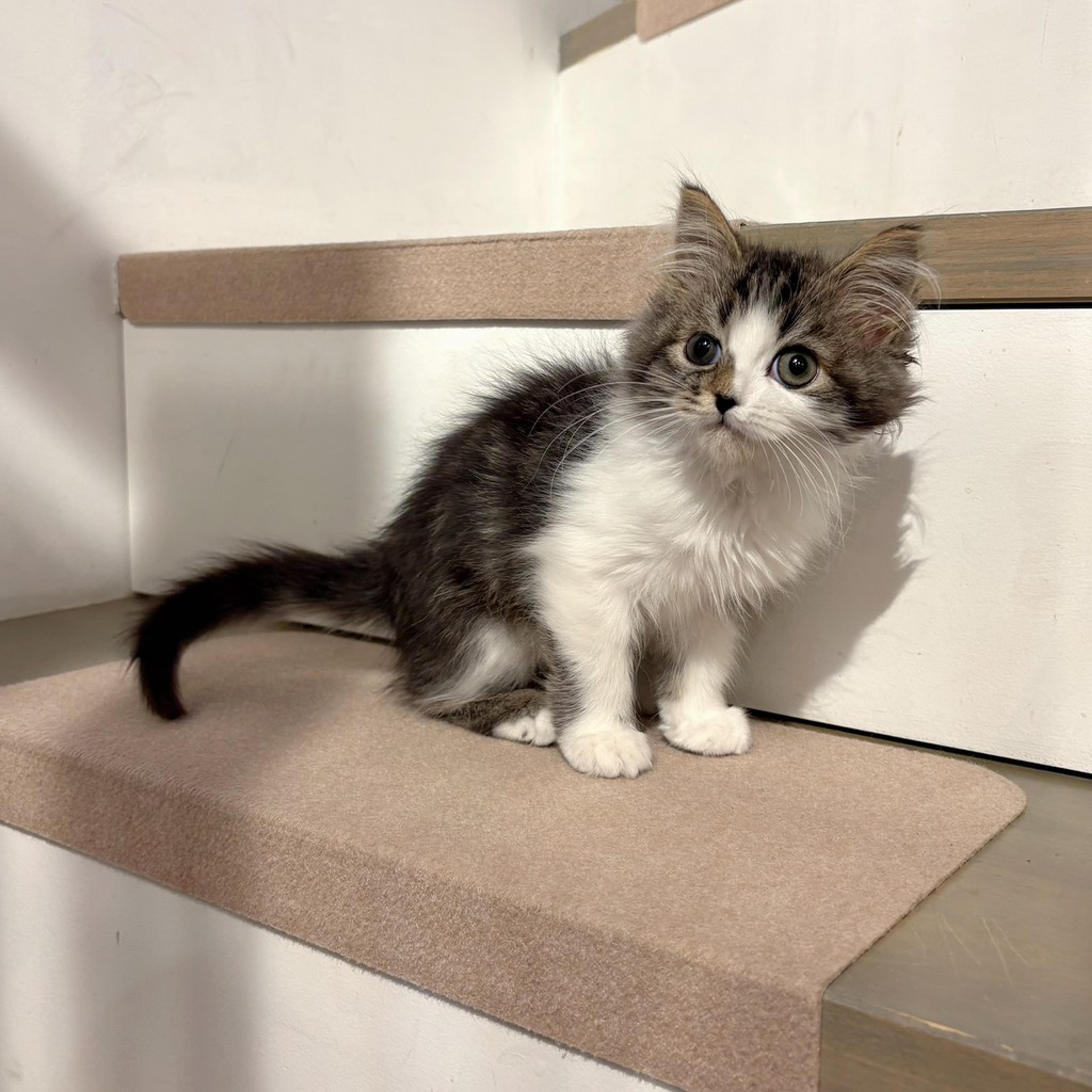 pet-image-6