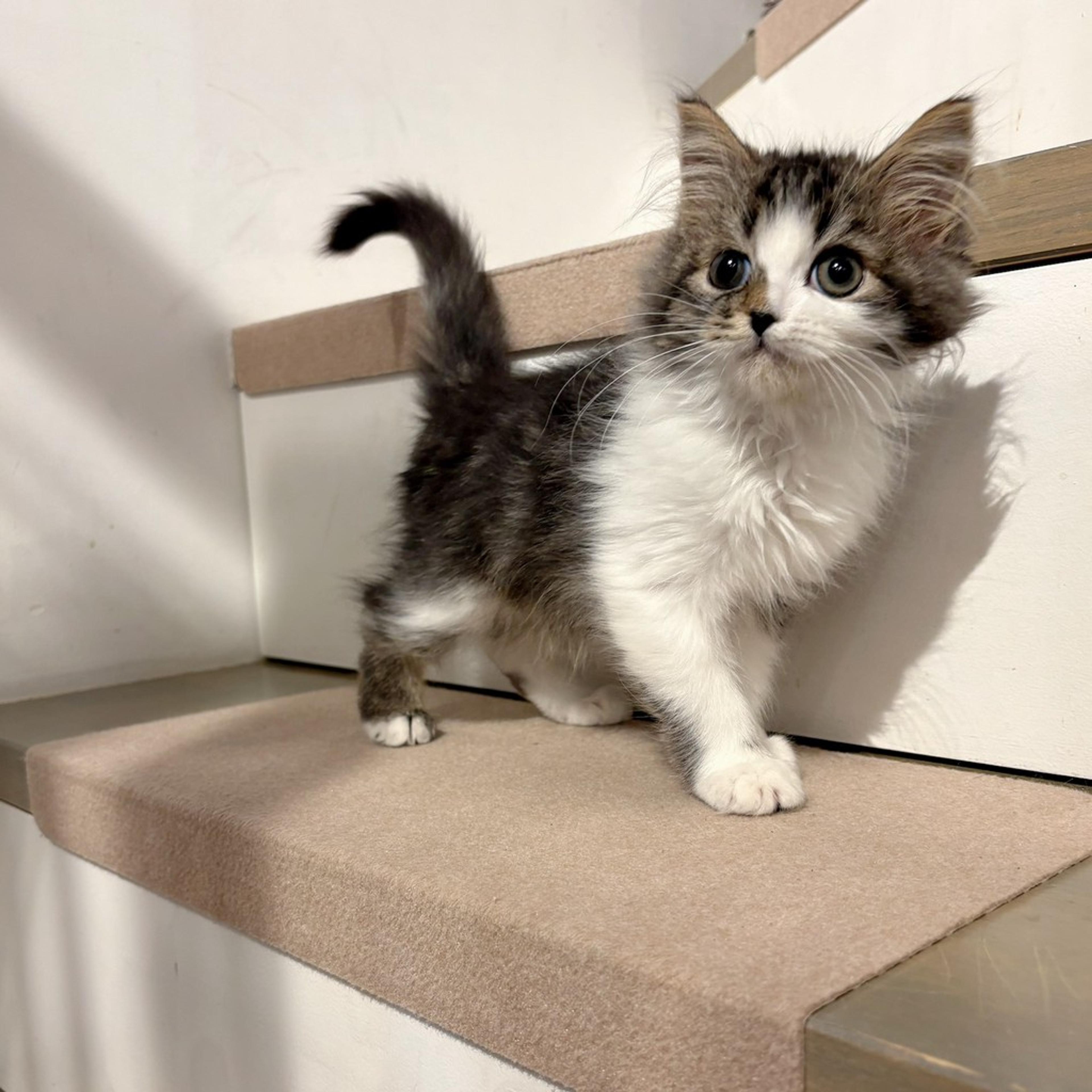 pet-image-7