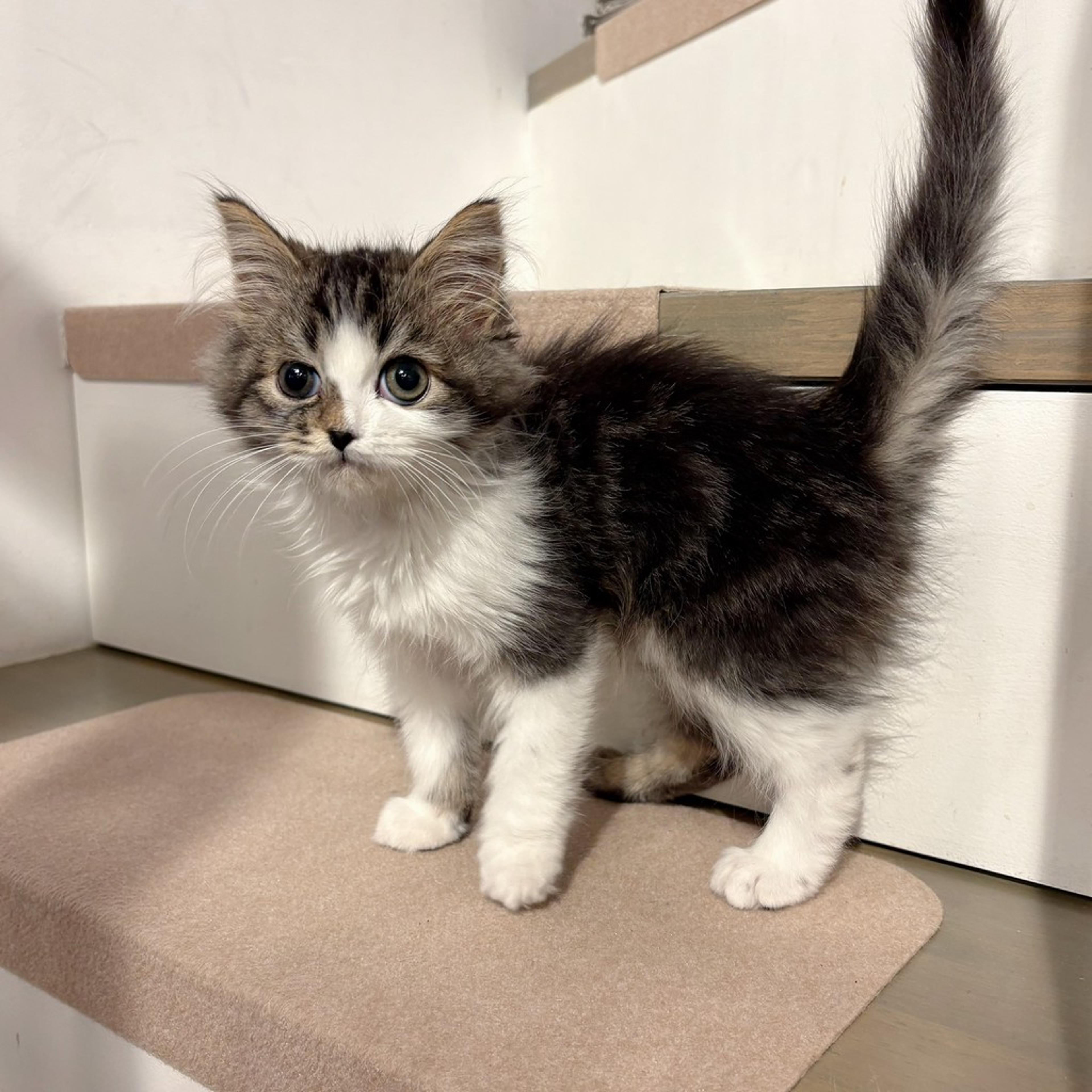 pet-image-8