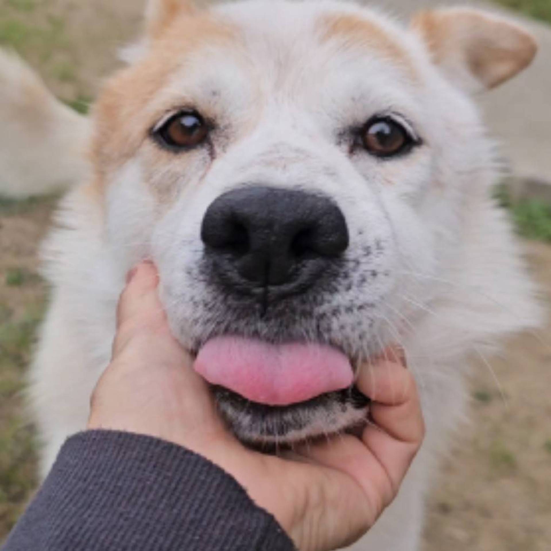 雑種（ミックス犬）・オスの里親募集の写真