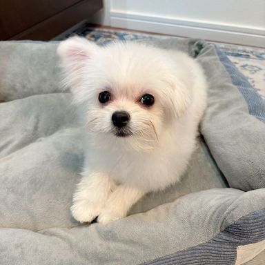 ポメラニアン・メスの里親募集の写真