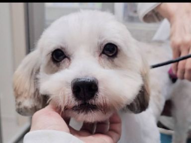 雑種（ミックス犬）・オスの里親募集の写真