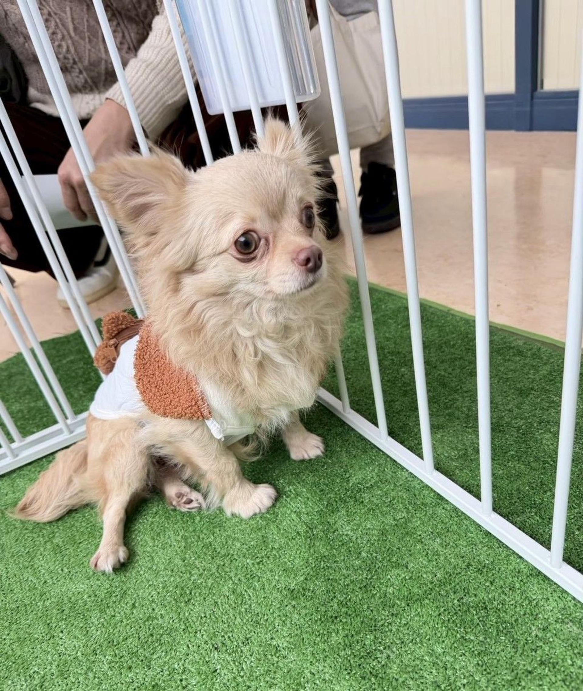 pet-image-4