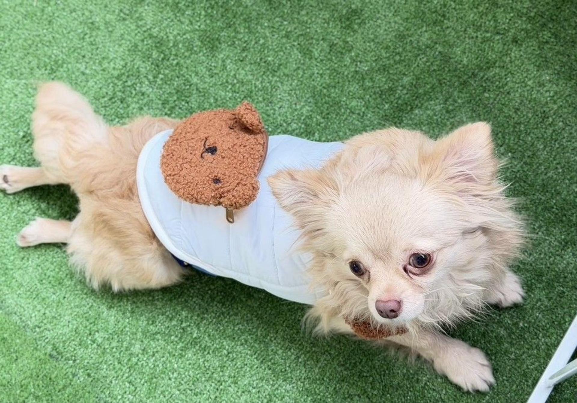 pet-image-5