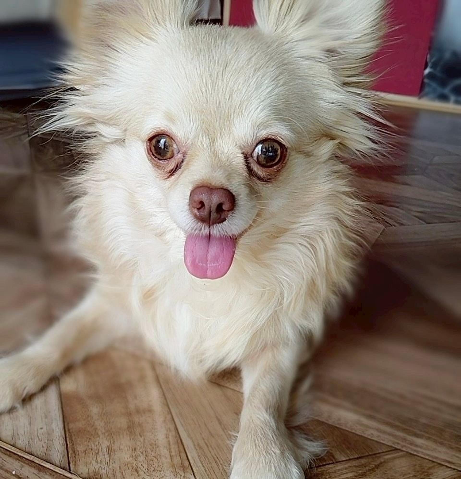pet-image-6