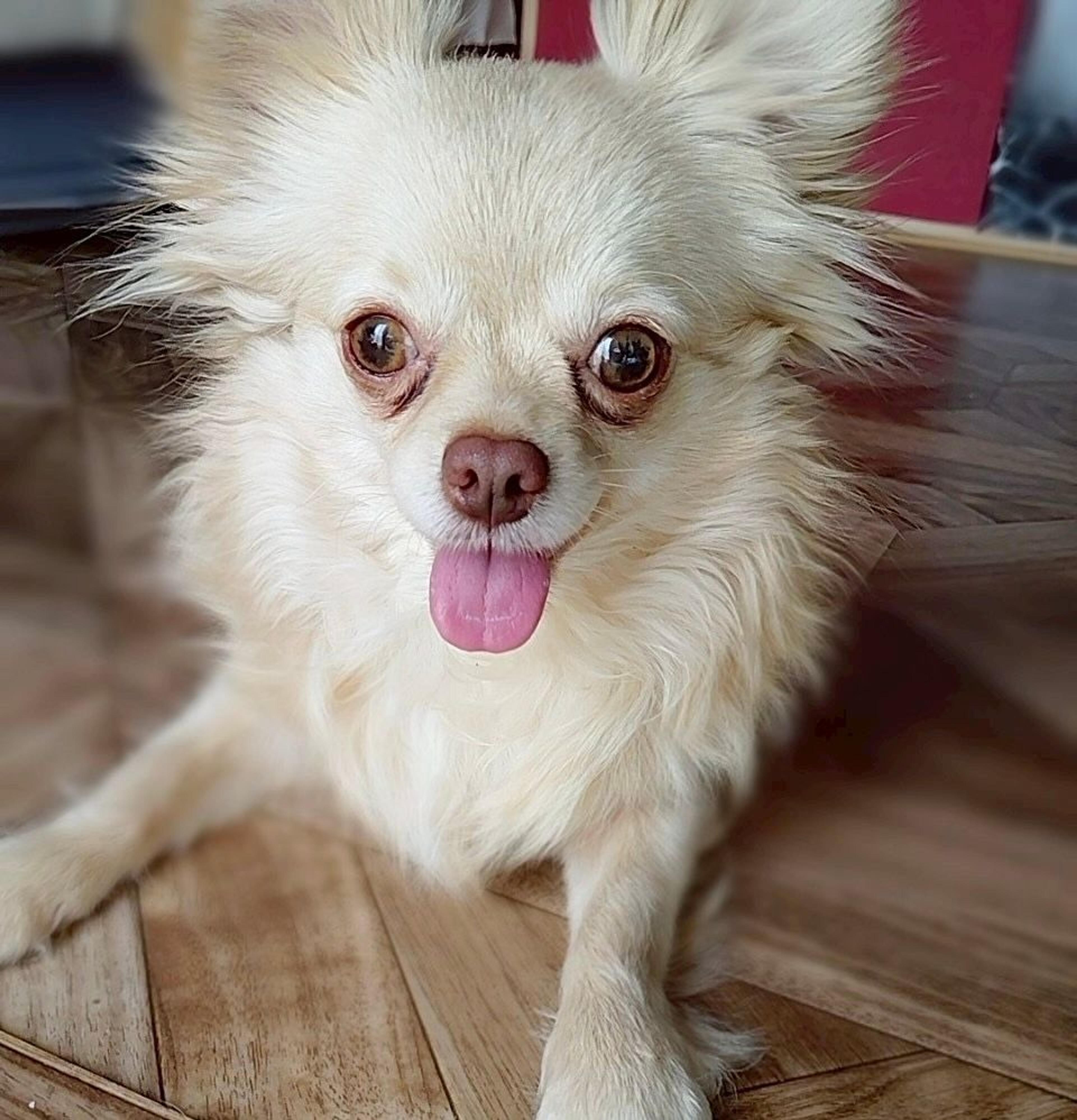 pet-image-6