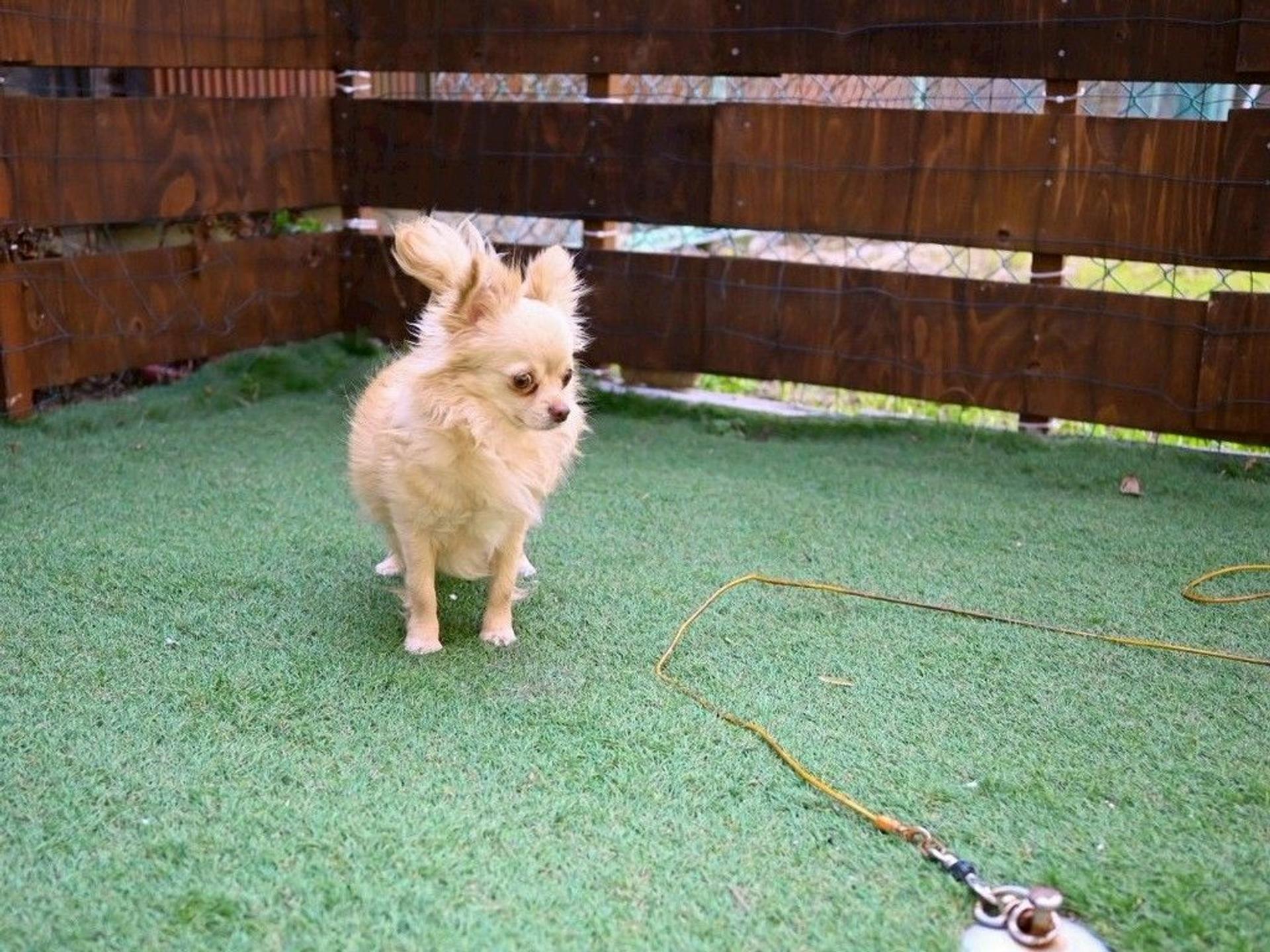 pet-image-8