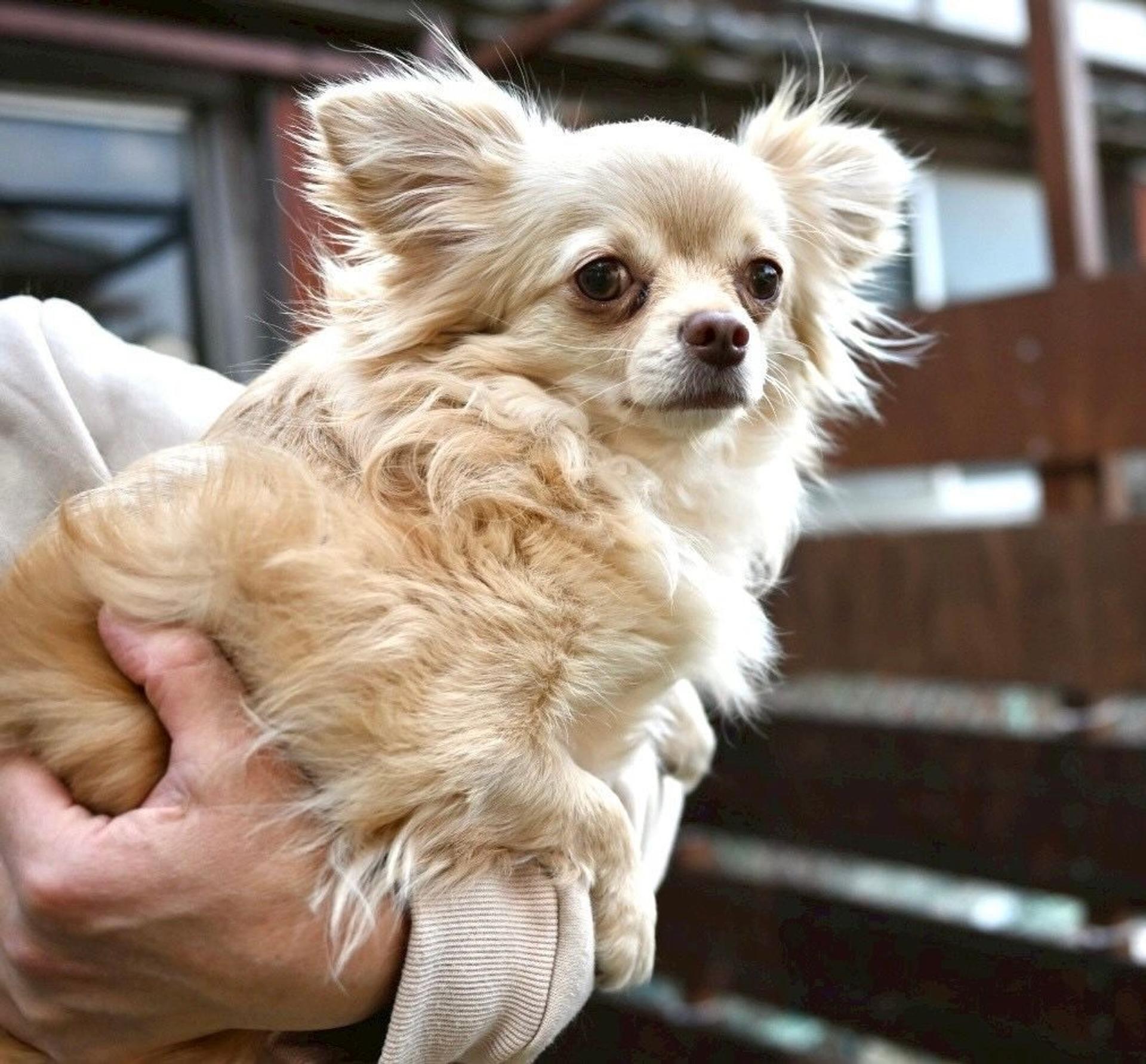 pet-image-9