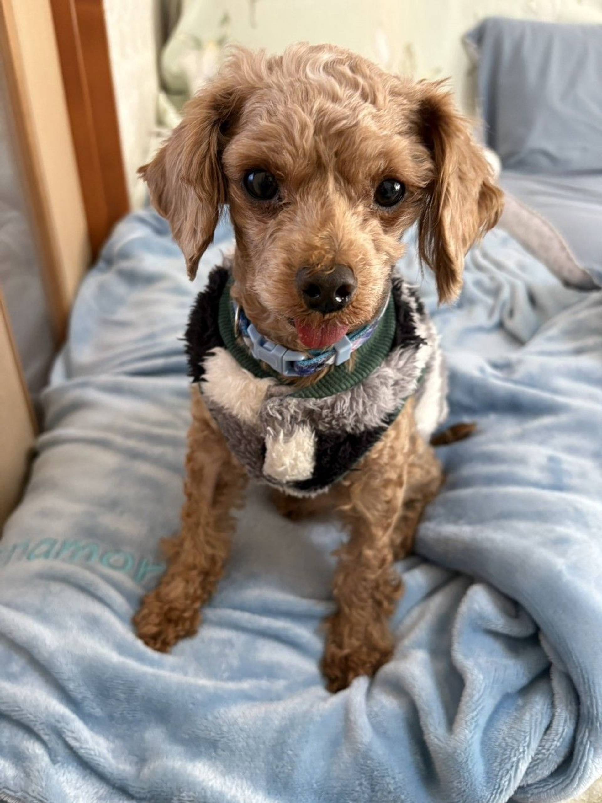 雑種（ミックス犬）・オスの里親募集の写真