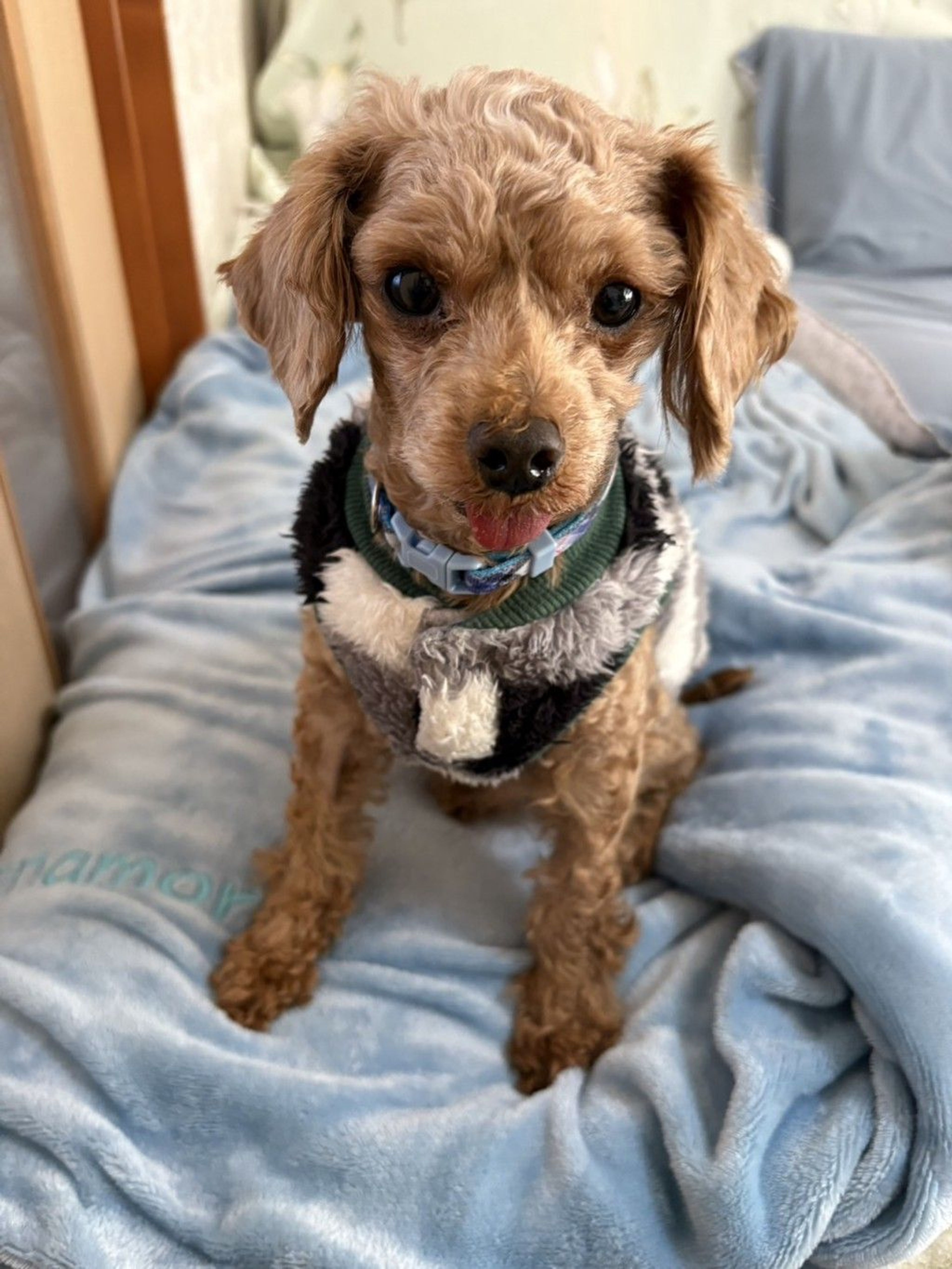 雑種（ミックス犬）・オスの里親募集の写真