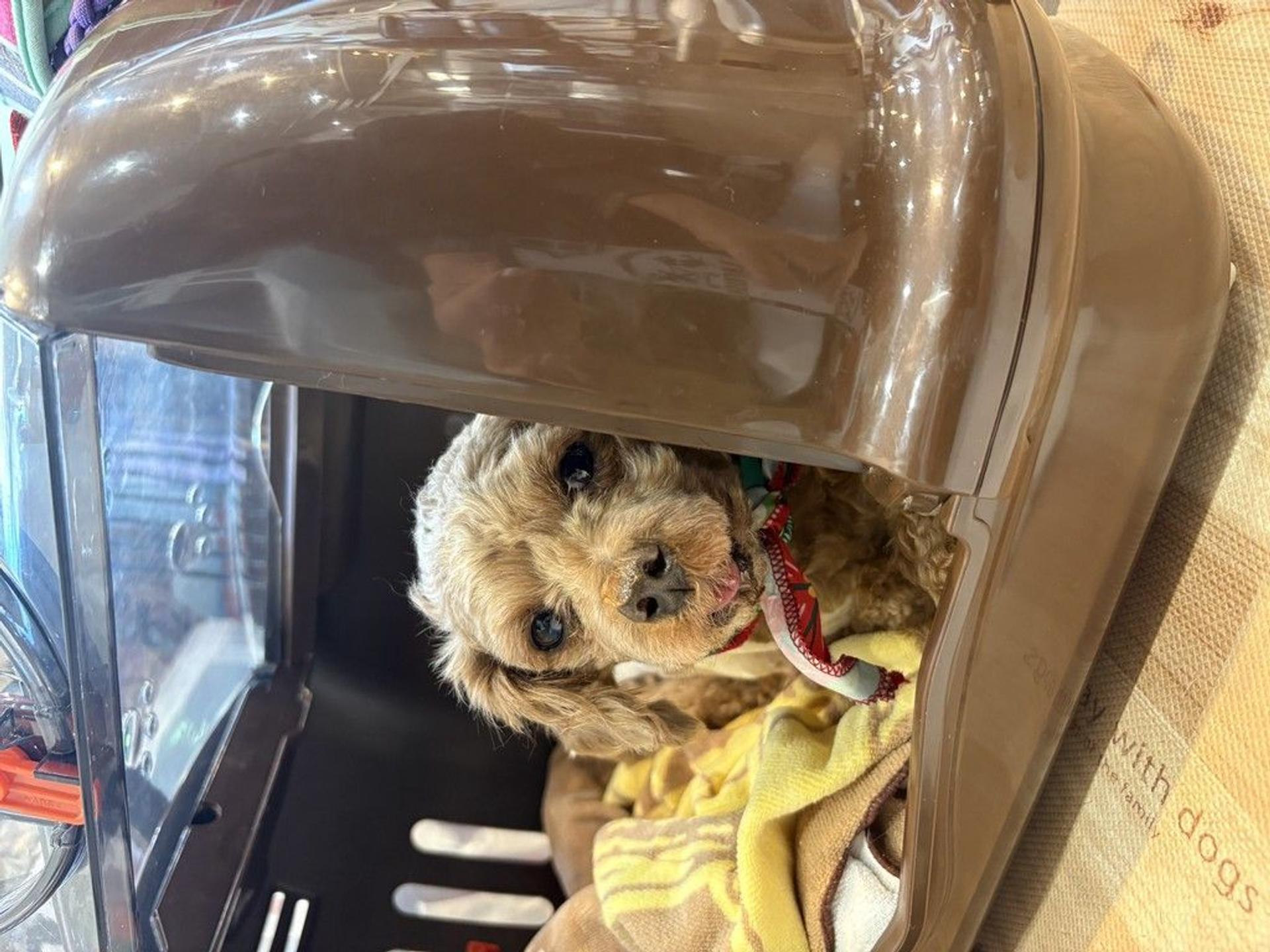 pet-image-3
