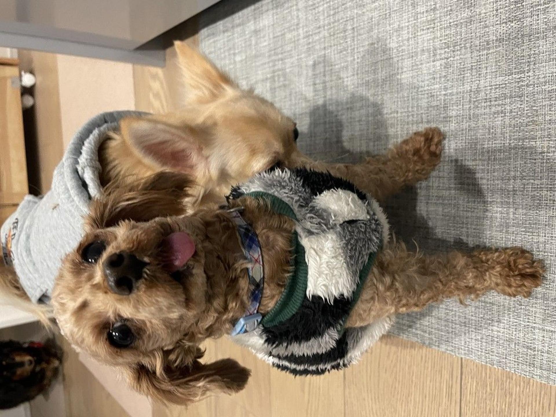 pet-image-4