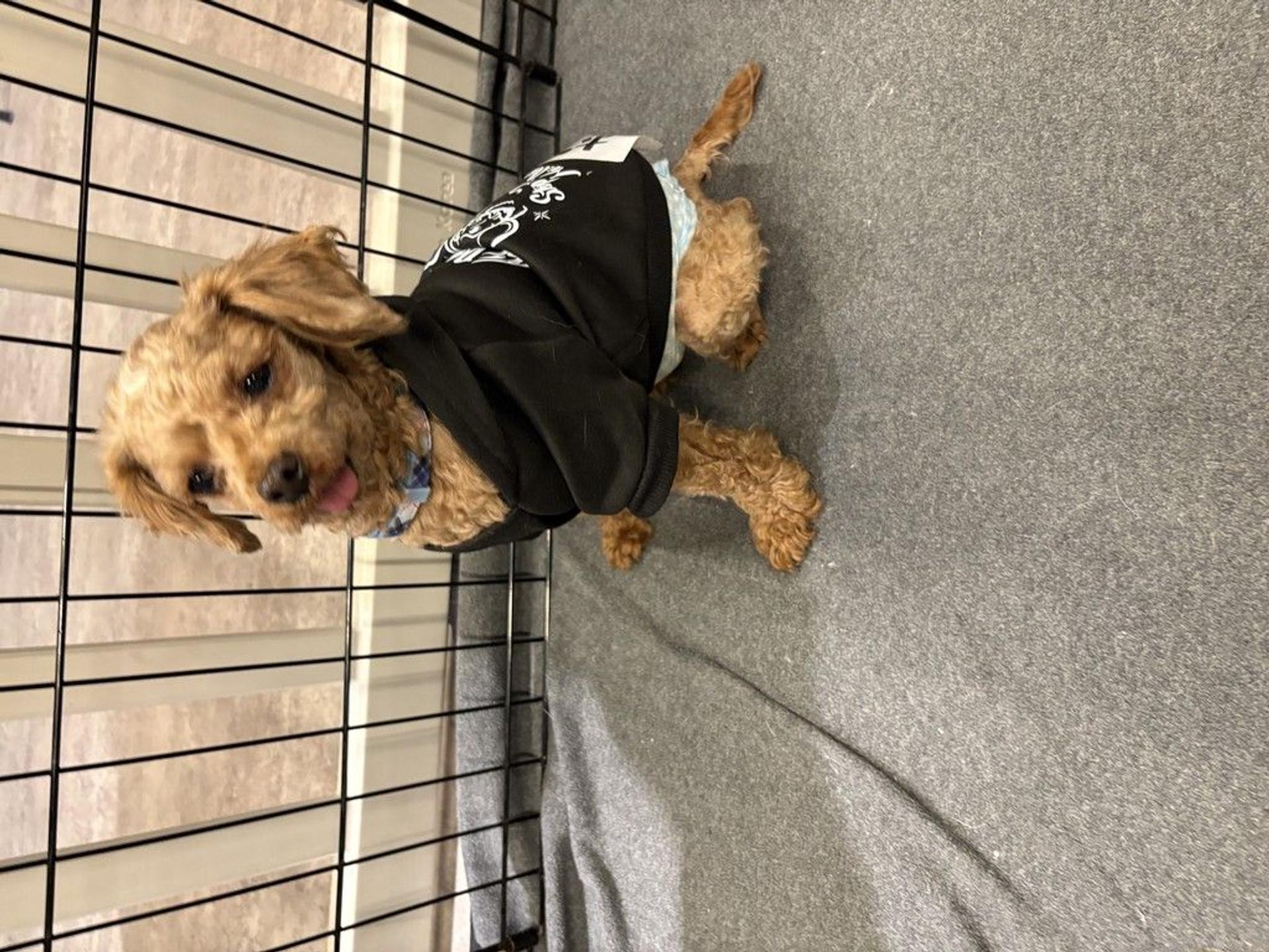 pet-image-6