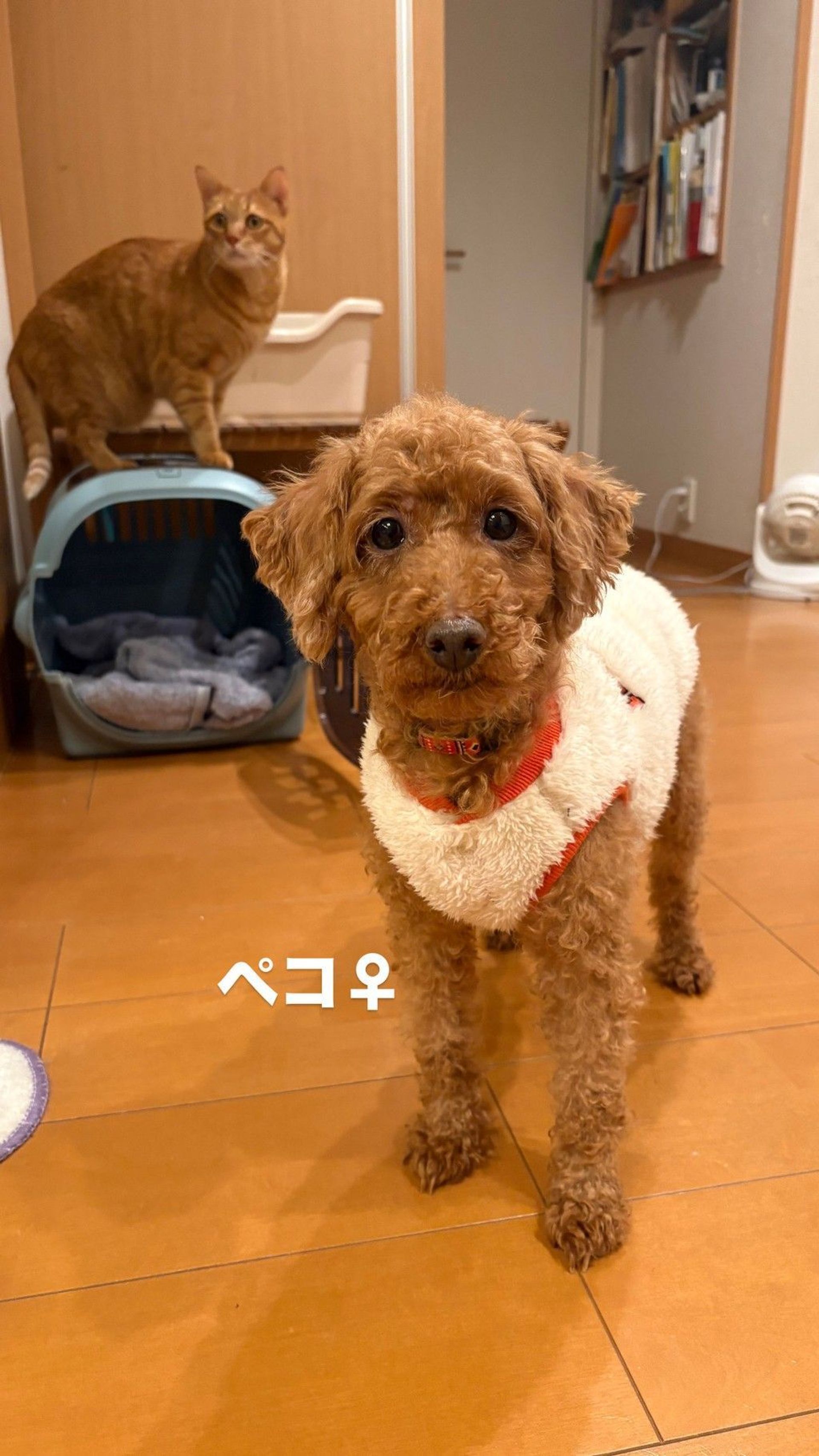 雑種（ミックス犬）・メスの里親募集の写真