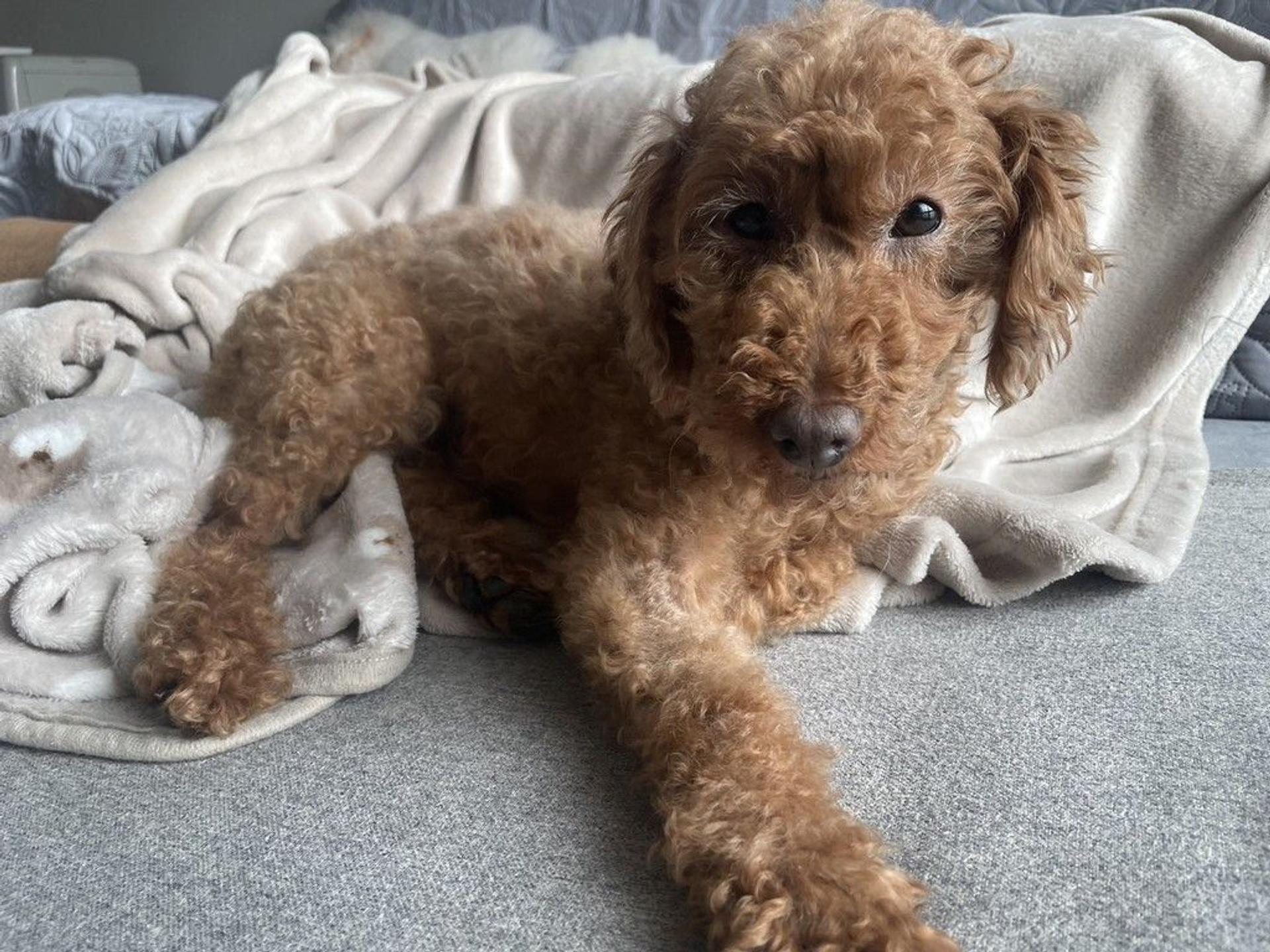pet-image-2