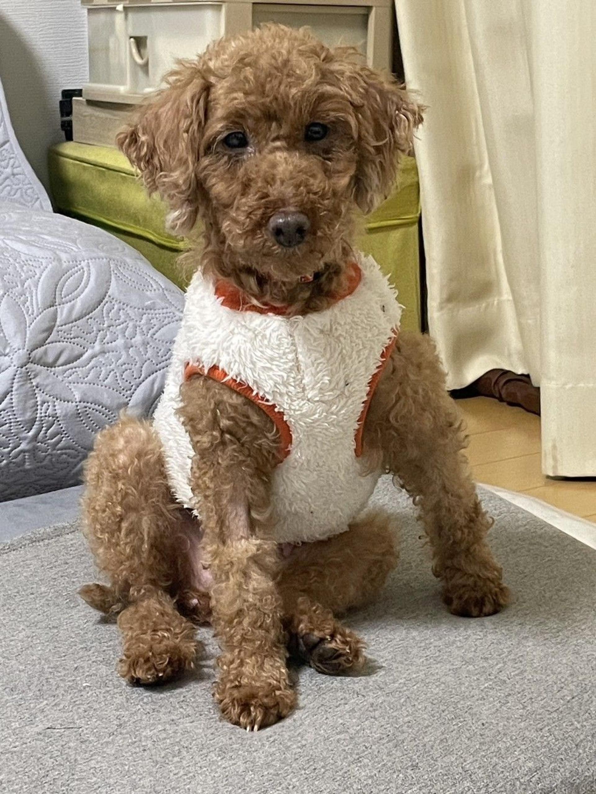 pet-image-3