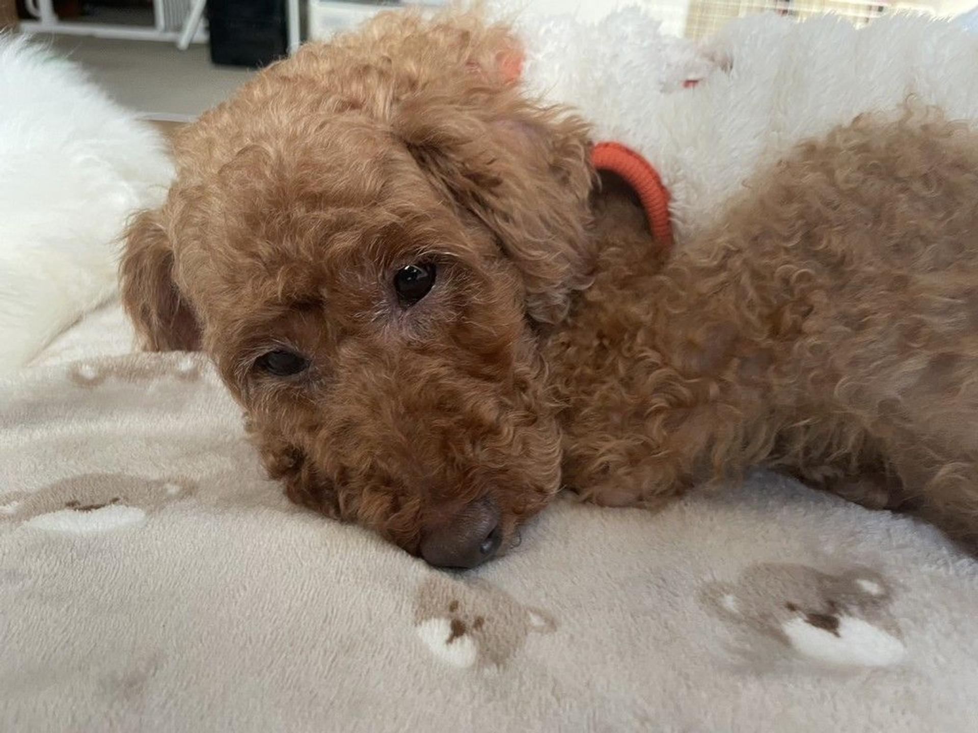 pet-image-5
