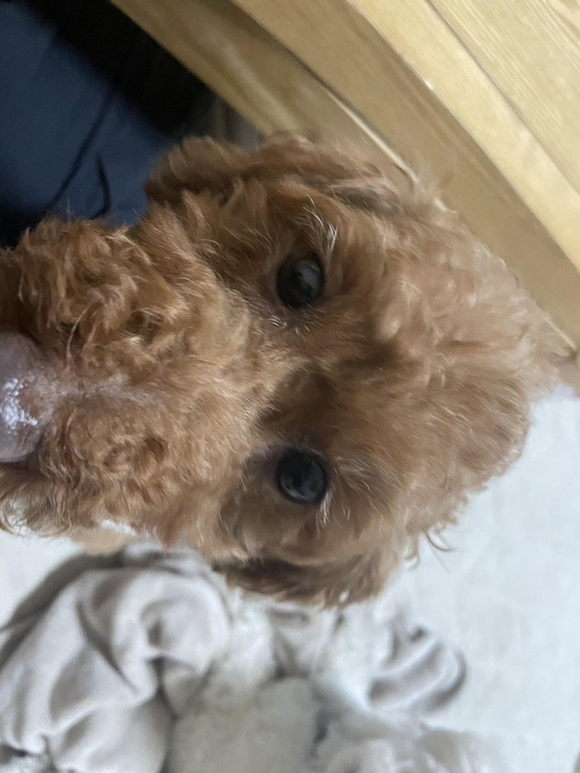 pet-image-6