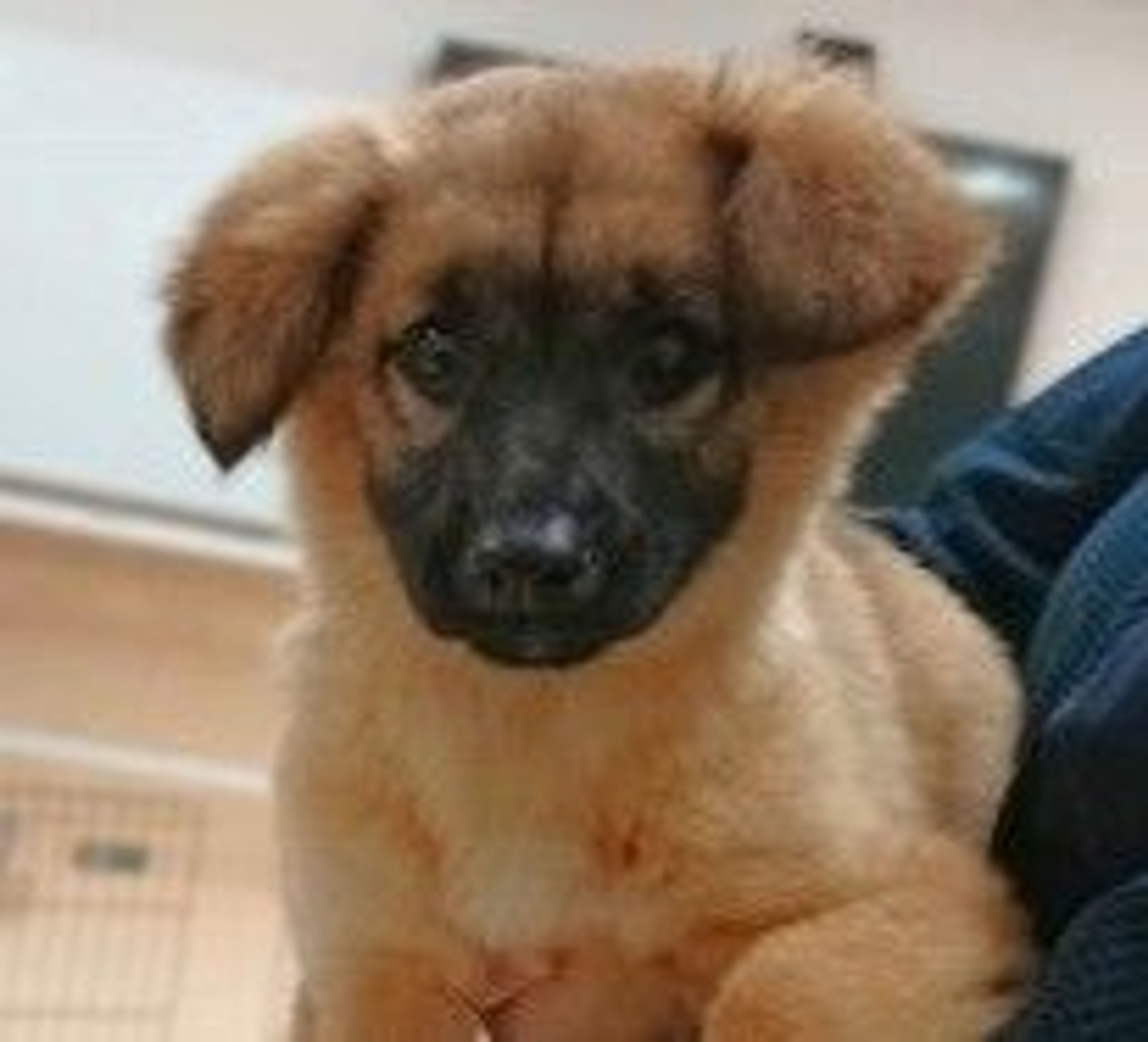 雑種（ミックス犬）・メスの里親募集の写真