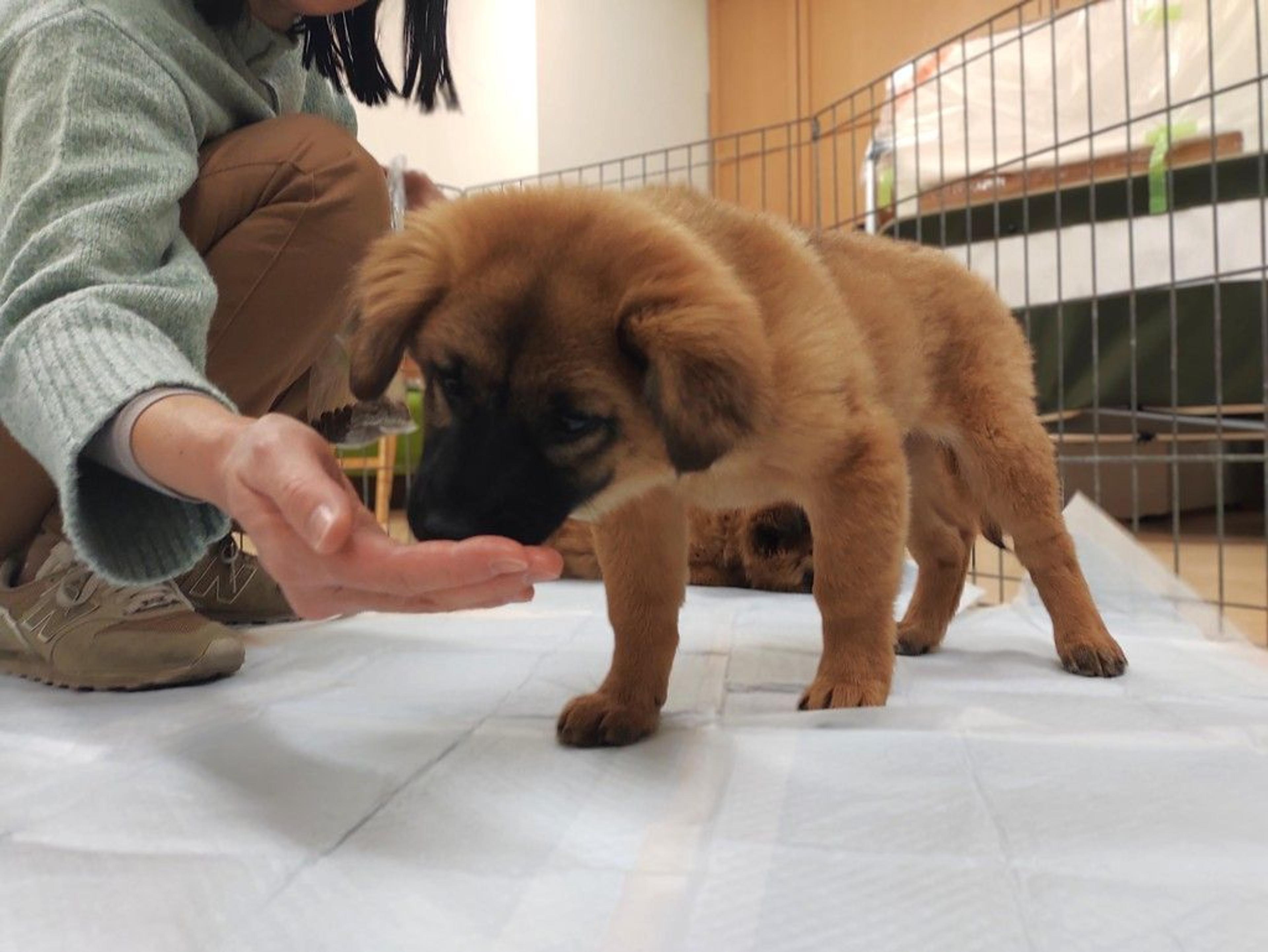 pet-image-3