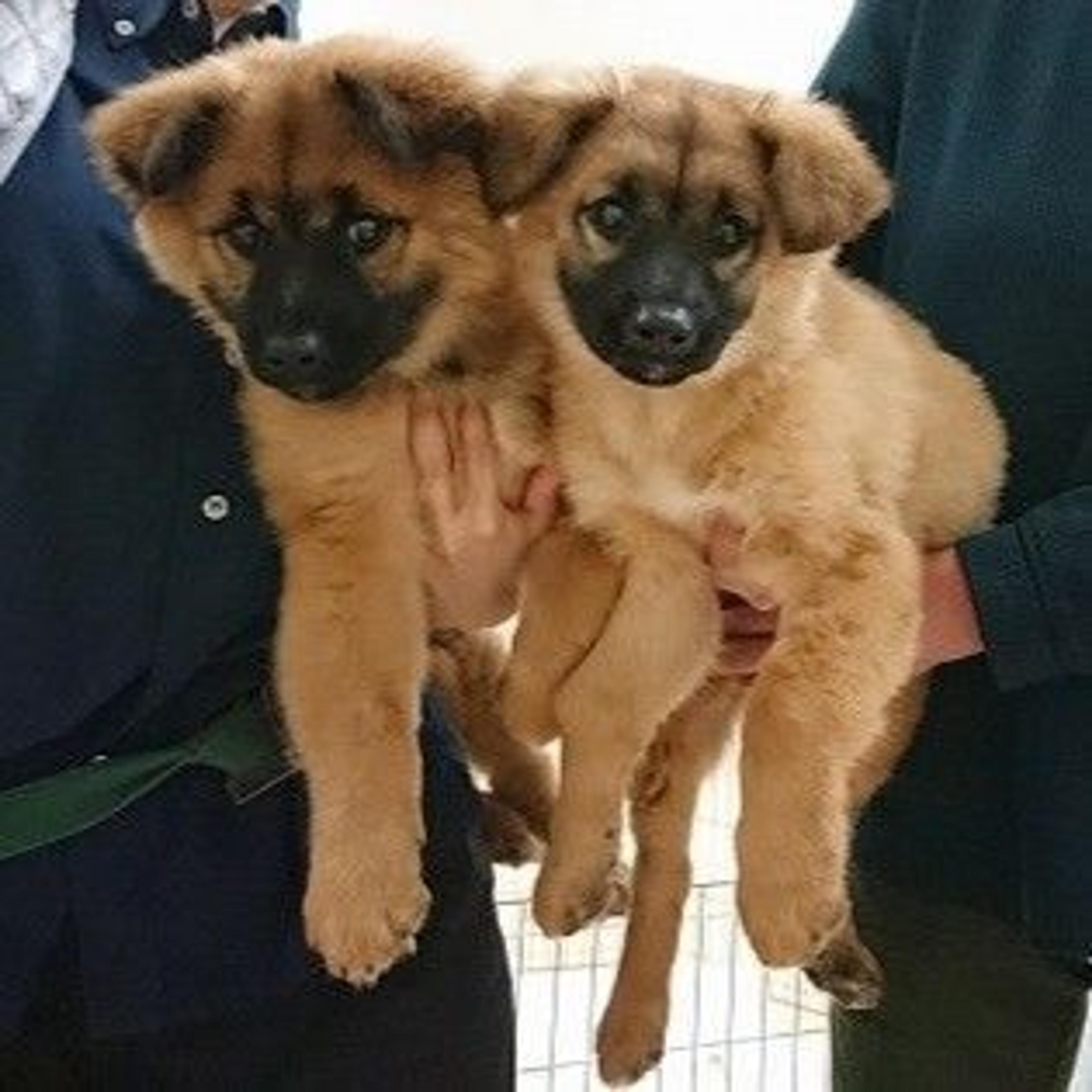 pet-image-4