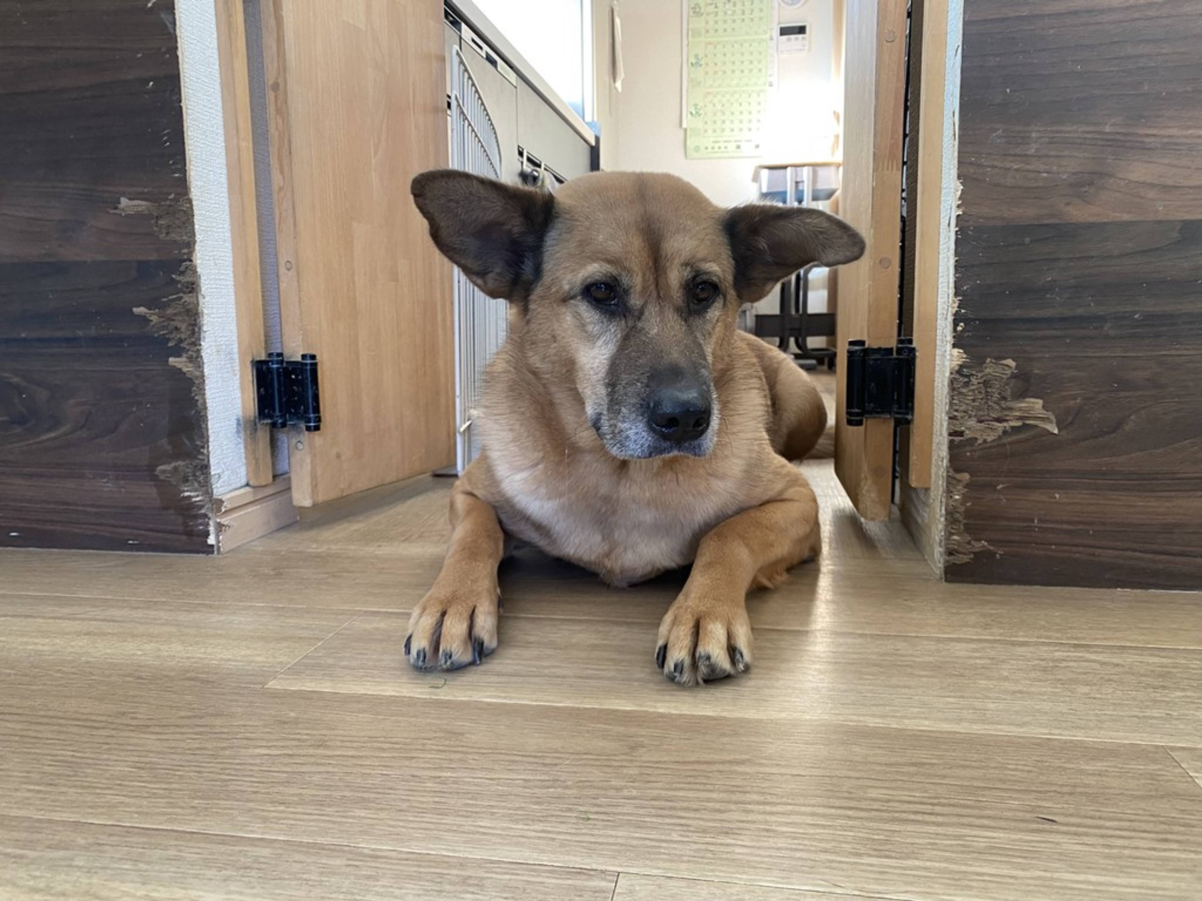 雑種（ミックス犬）・メスの里親募集の写真