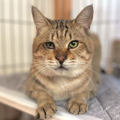 雑種（ミックス猫）・オスの里親募集の写真