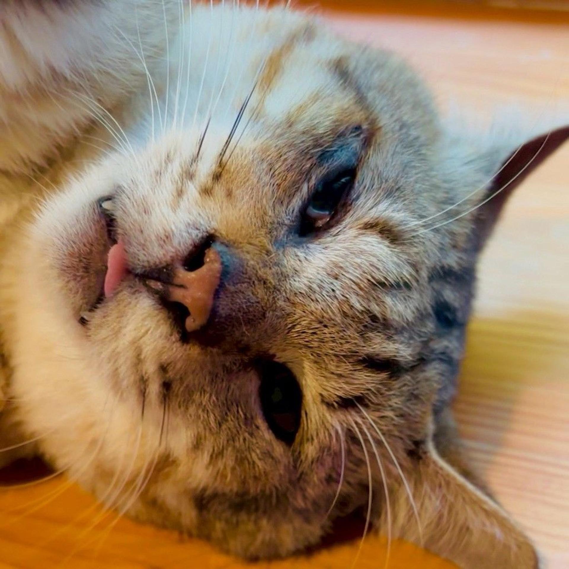 pet-image-2