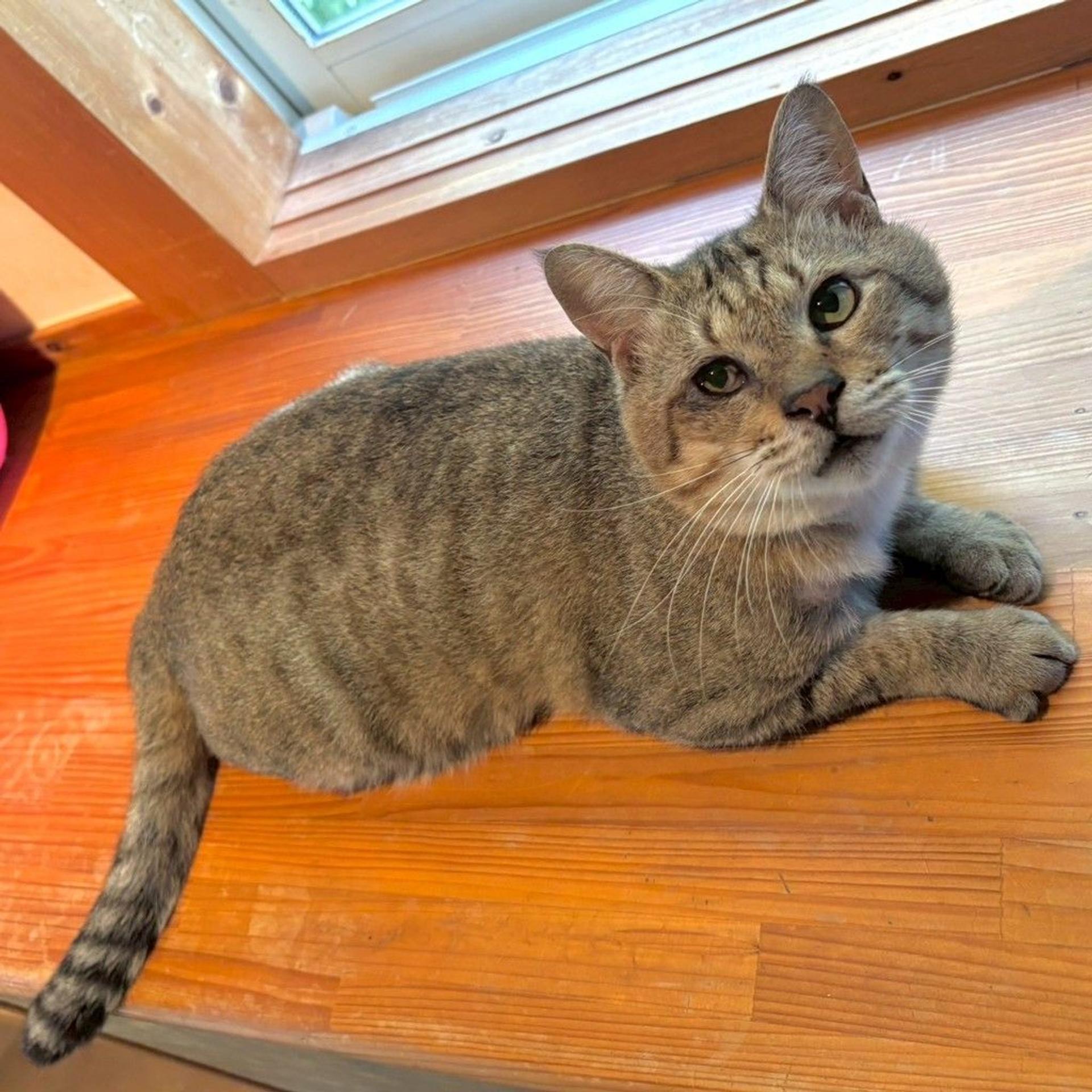 pet-image-3