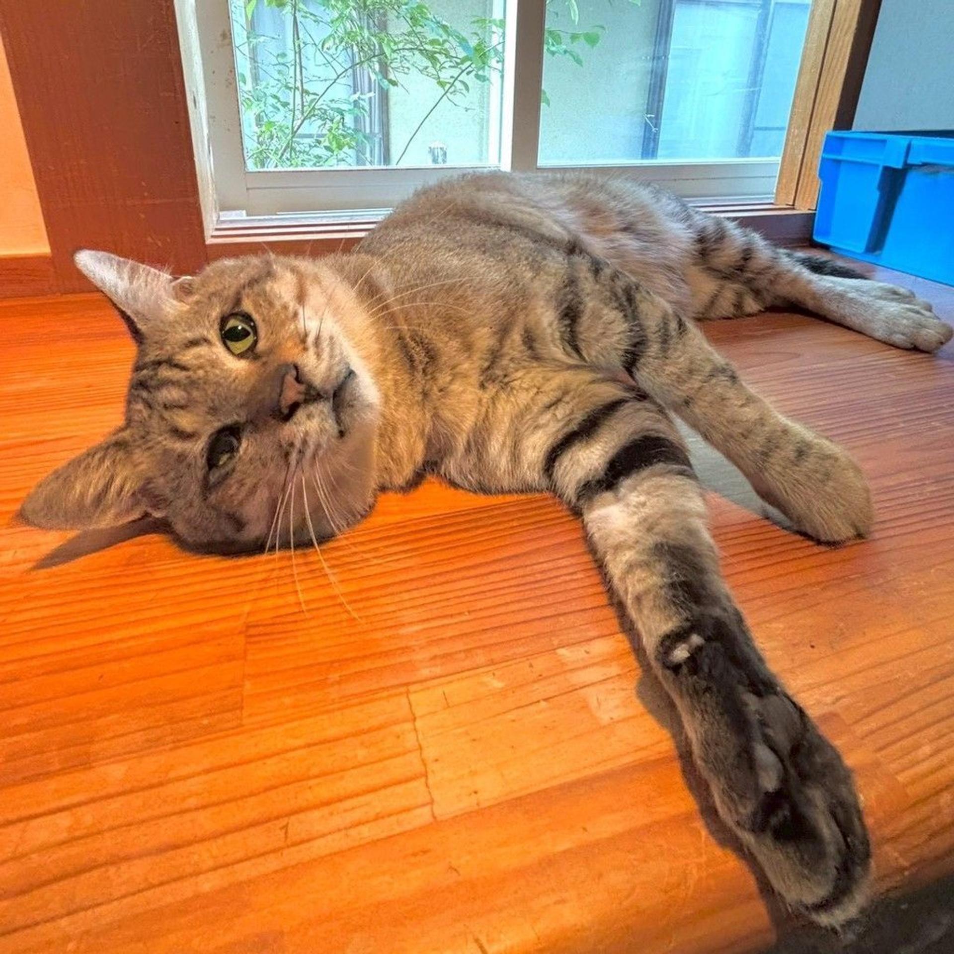 pet-image-4