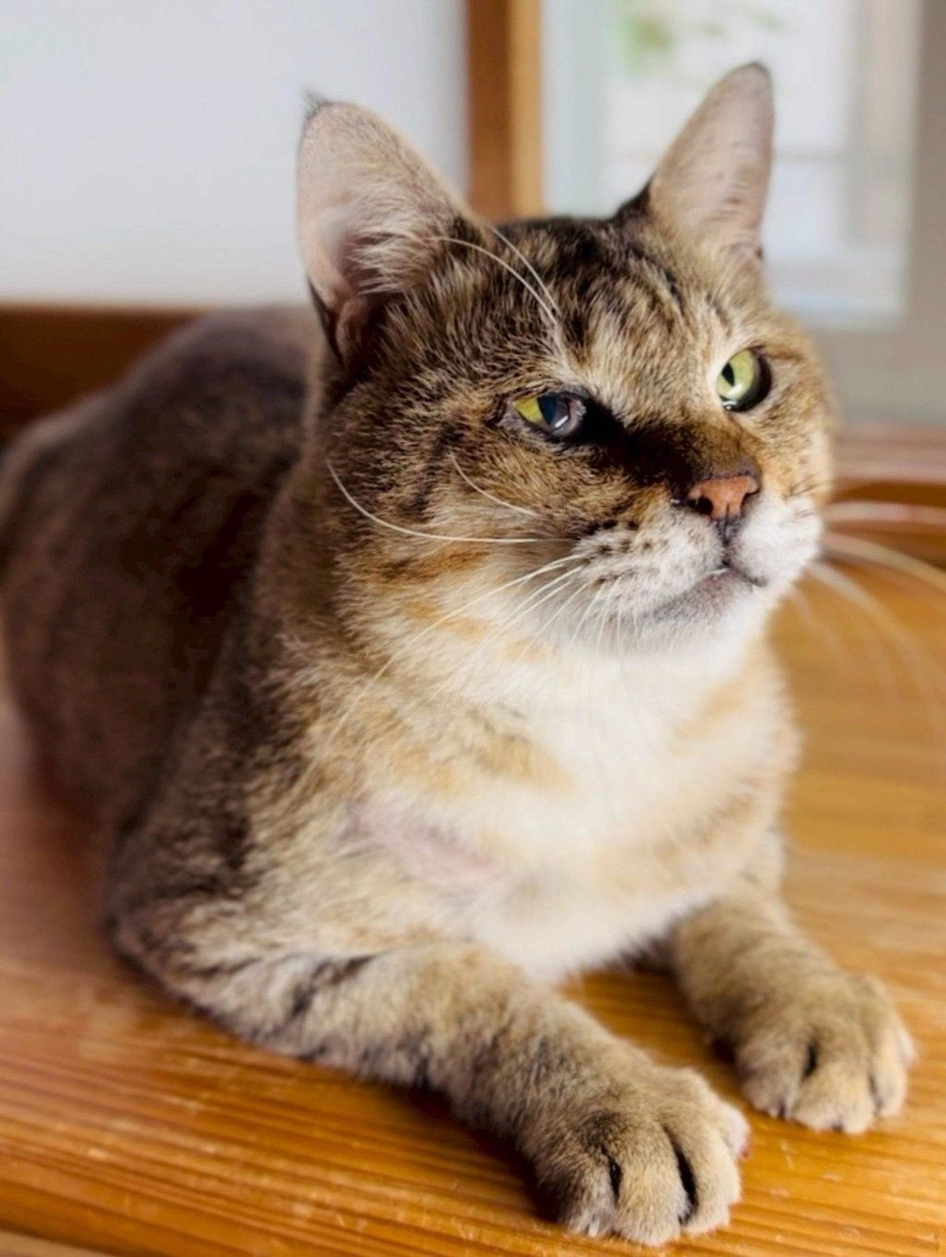 pet-image-5