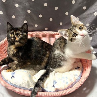 雑種（ミックス猫）・メスの里親募集の写真