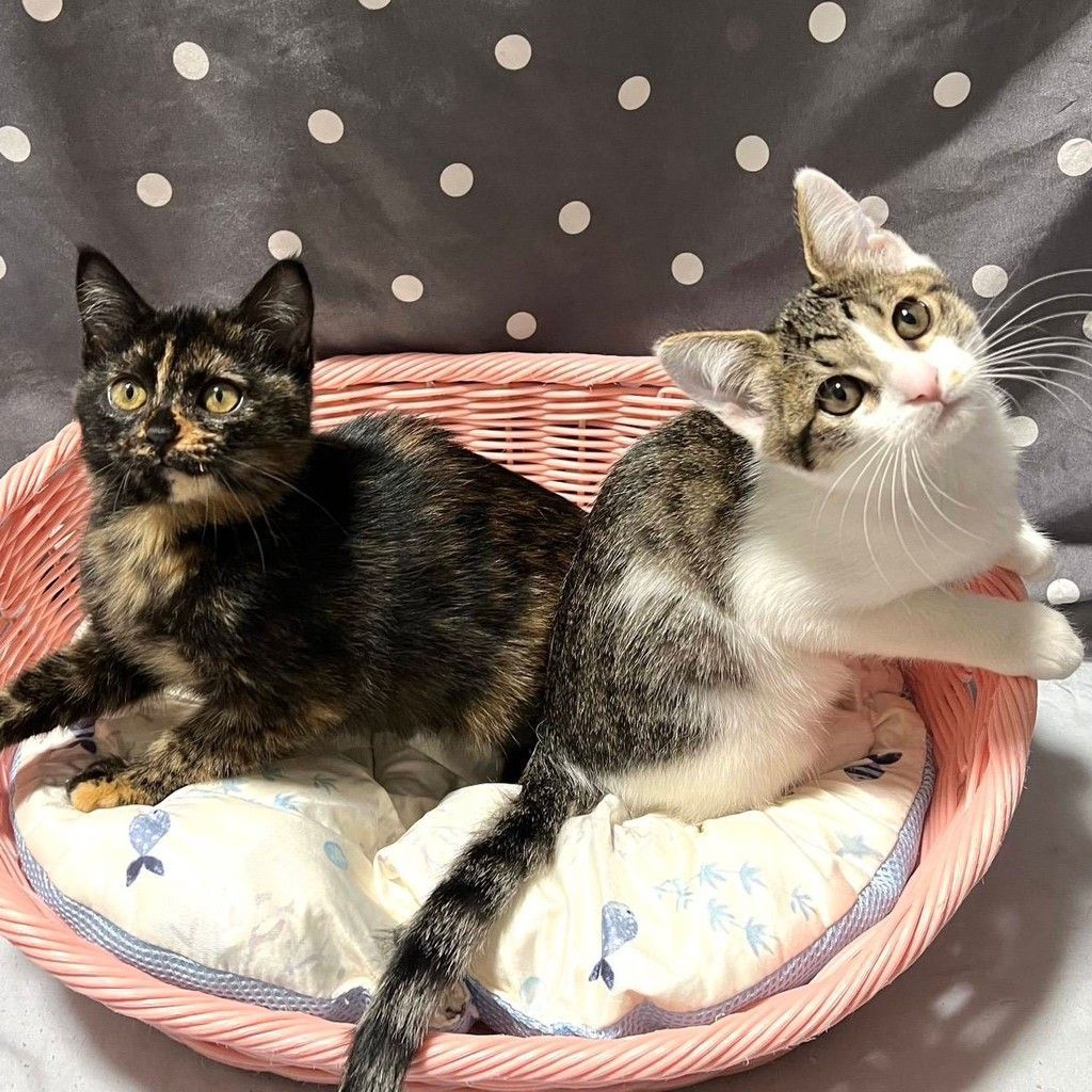 雑種（ミックス猫）・メスの里親募集の写真