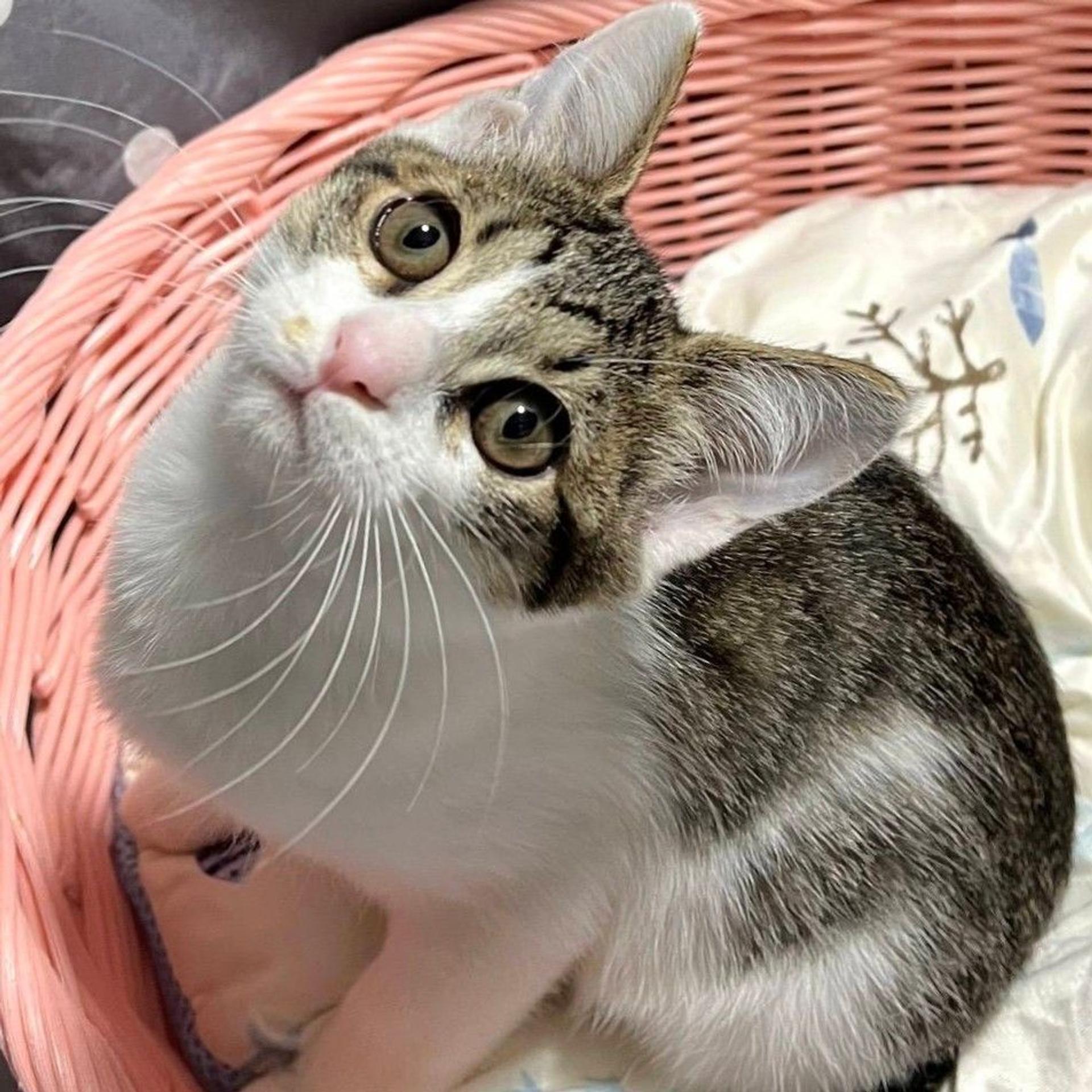 pet-image-3