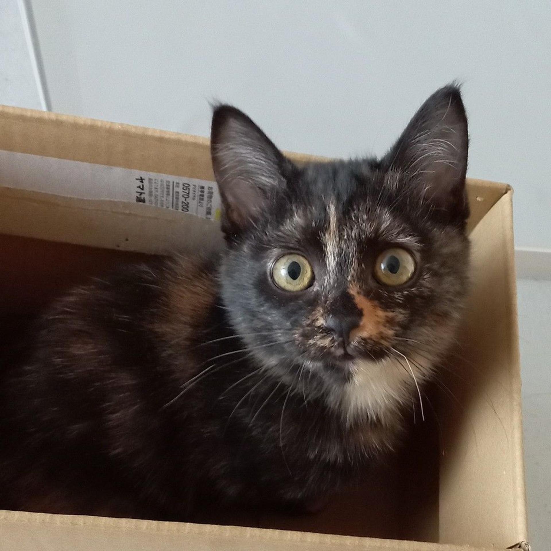 pet-image-4