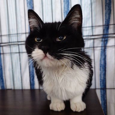 雑種（ミックス猫）・メスの里親募集の写真