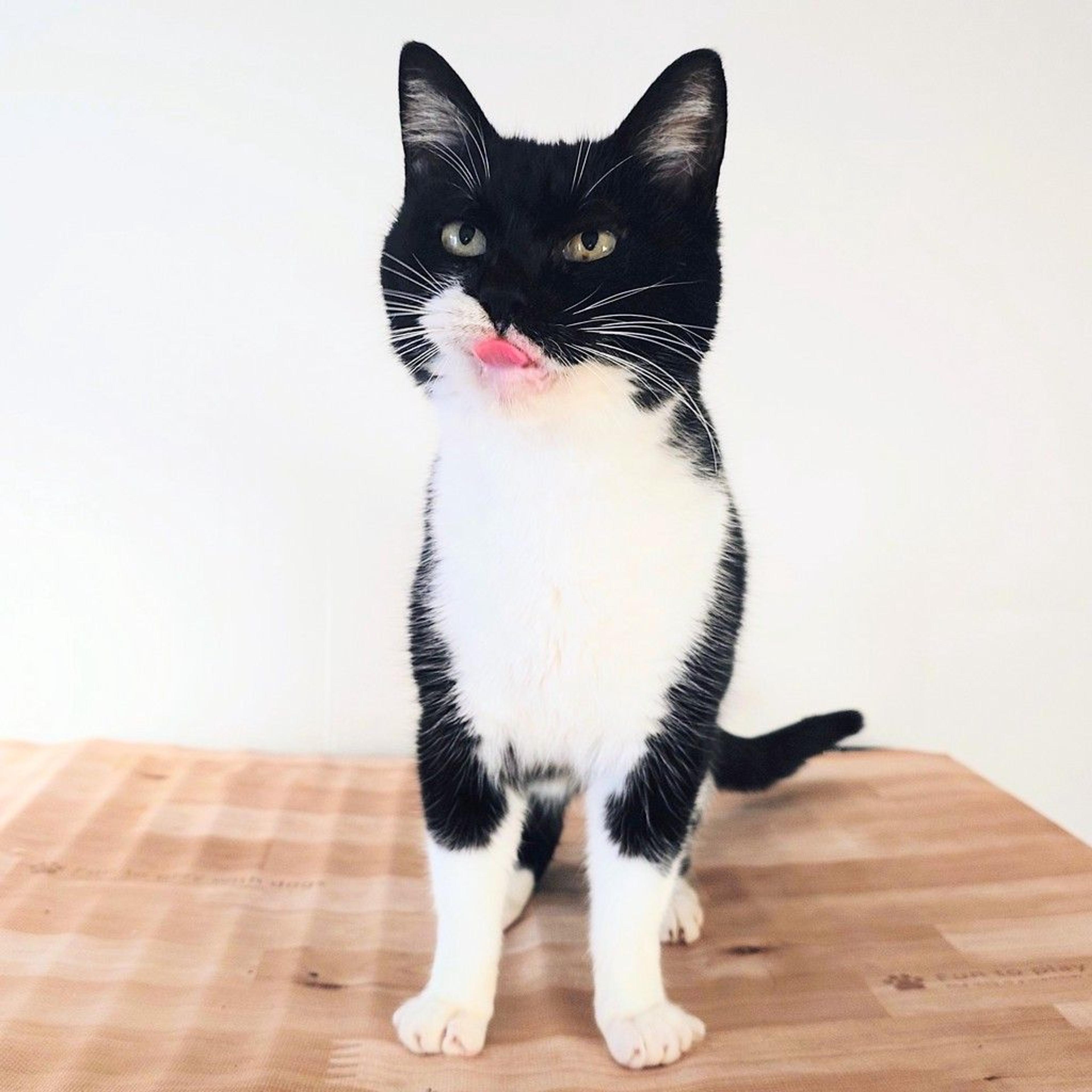 pet-image-2