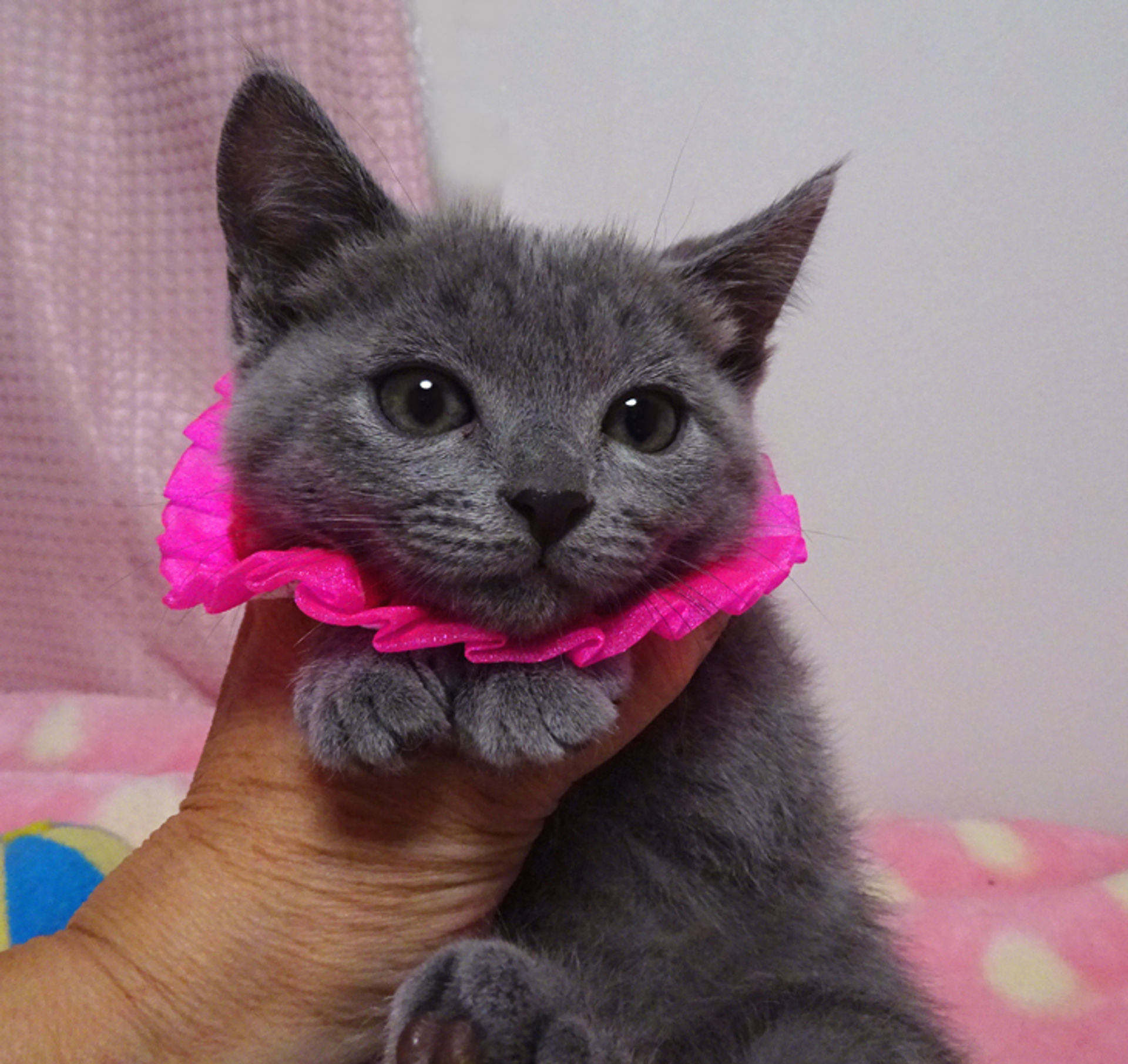 雑種（ミックス猫）・メスの里親募集の写真
