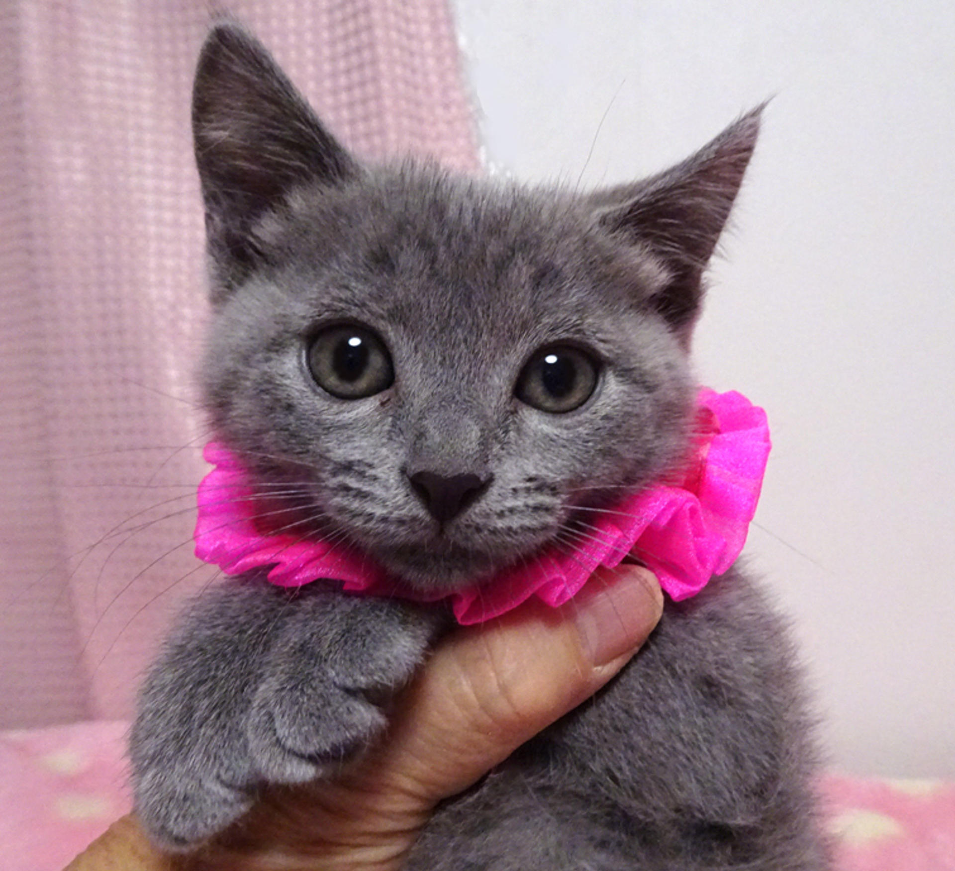 pet-image-4